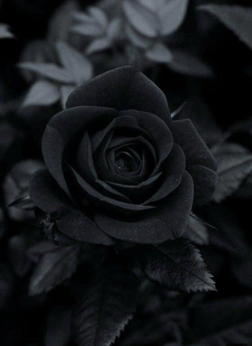 Черная фотография. Черная роза. Темные розы. Красивый черный цвет. Цветы в темных тонах.
