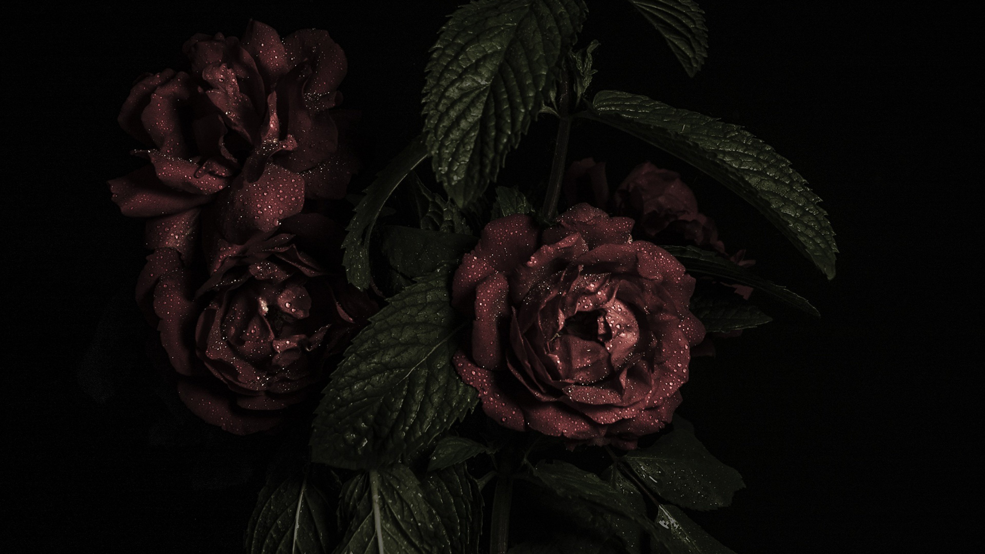 Цветок на темном фоне обои. Дарк Роуз Эстетика. Дарк пионы Эстетика. Темные цветы.