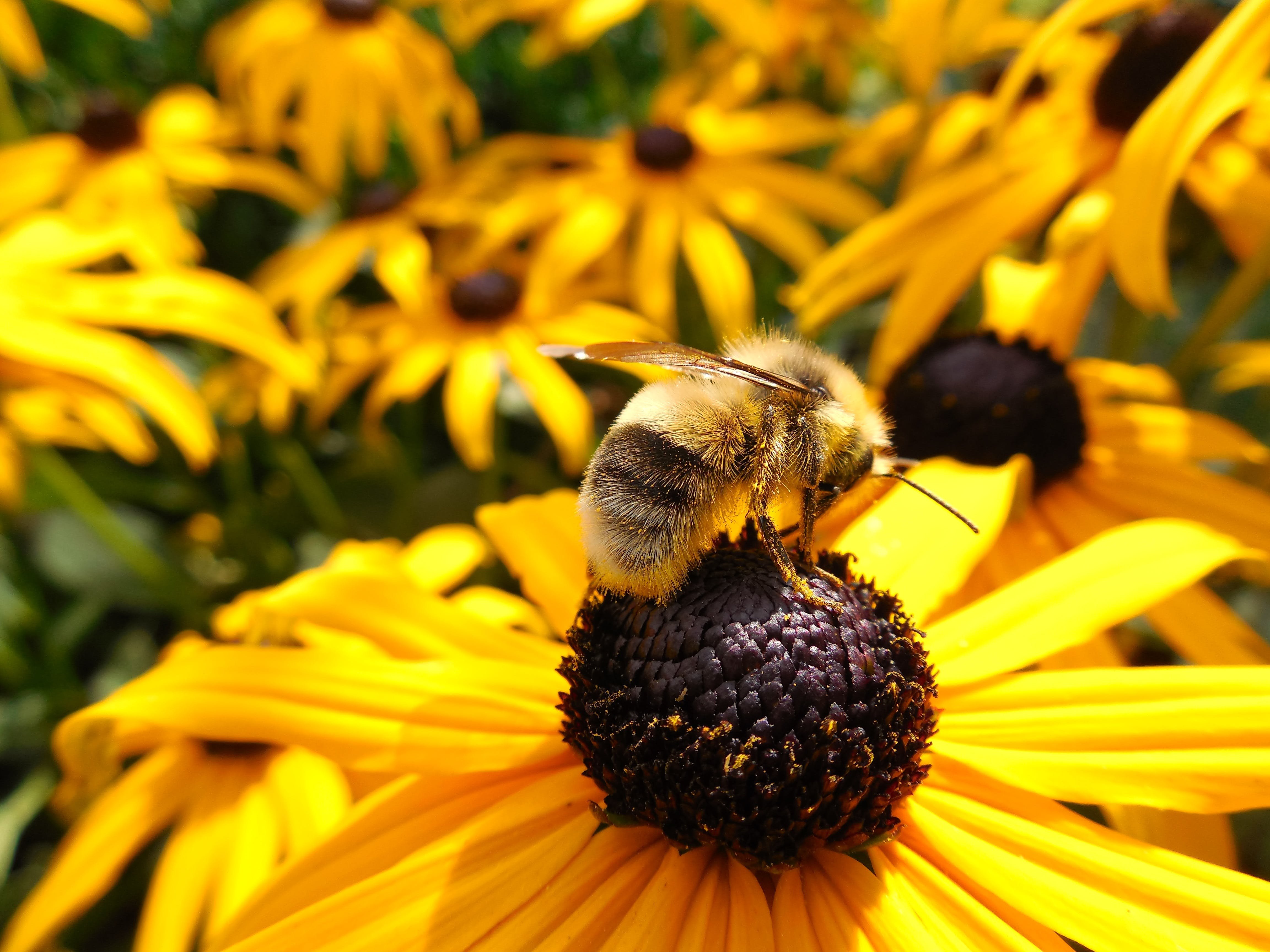 День пыльцы. Рудбекия Пчелка. Пчела на цветке. Пчелки на цветах. Пчелы опыляют растения.