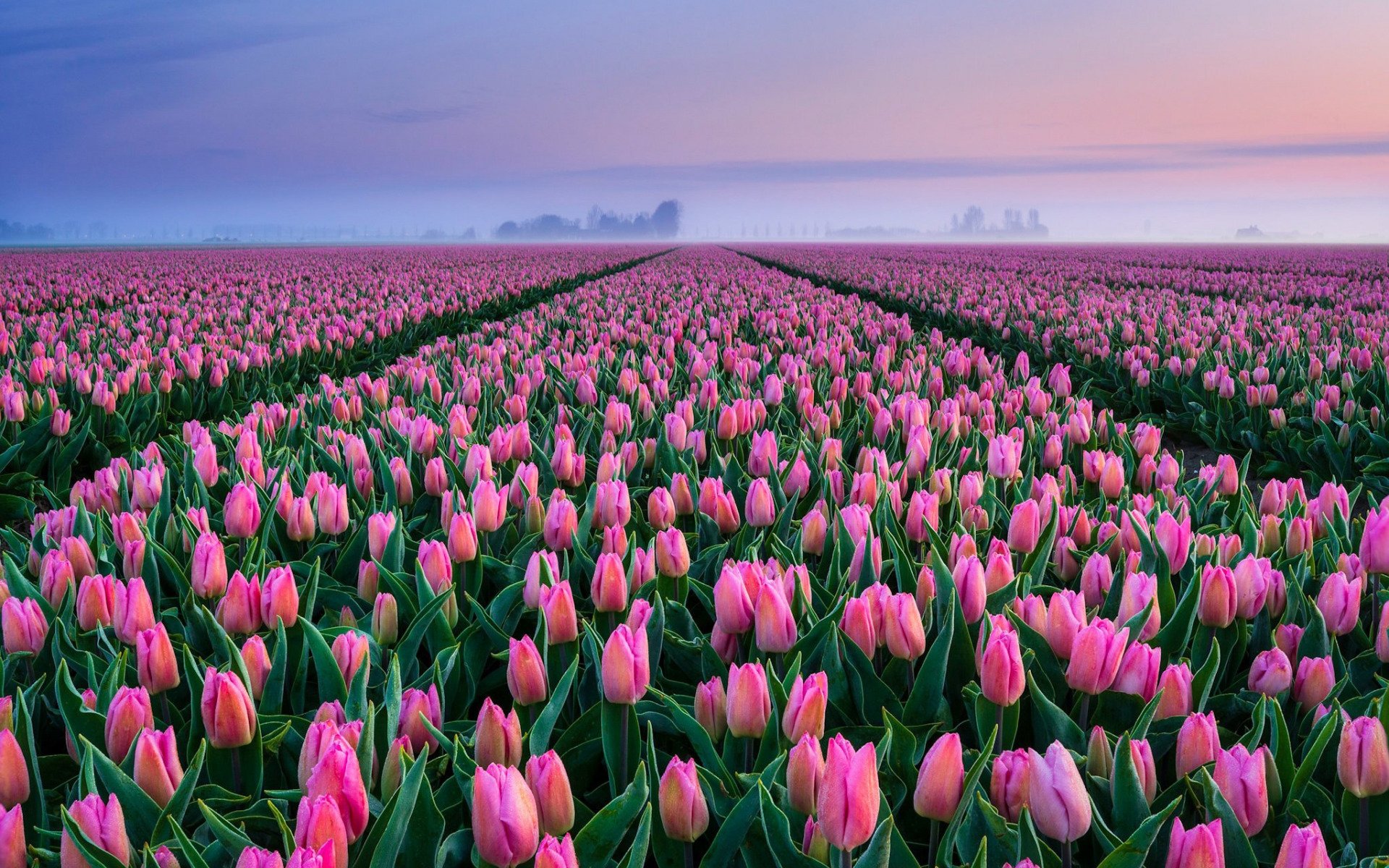 Поля тюльпанов в Нидерландах - 59 фото