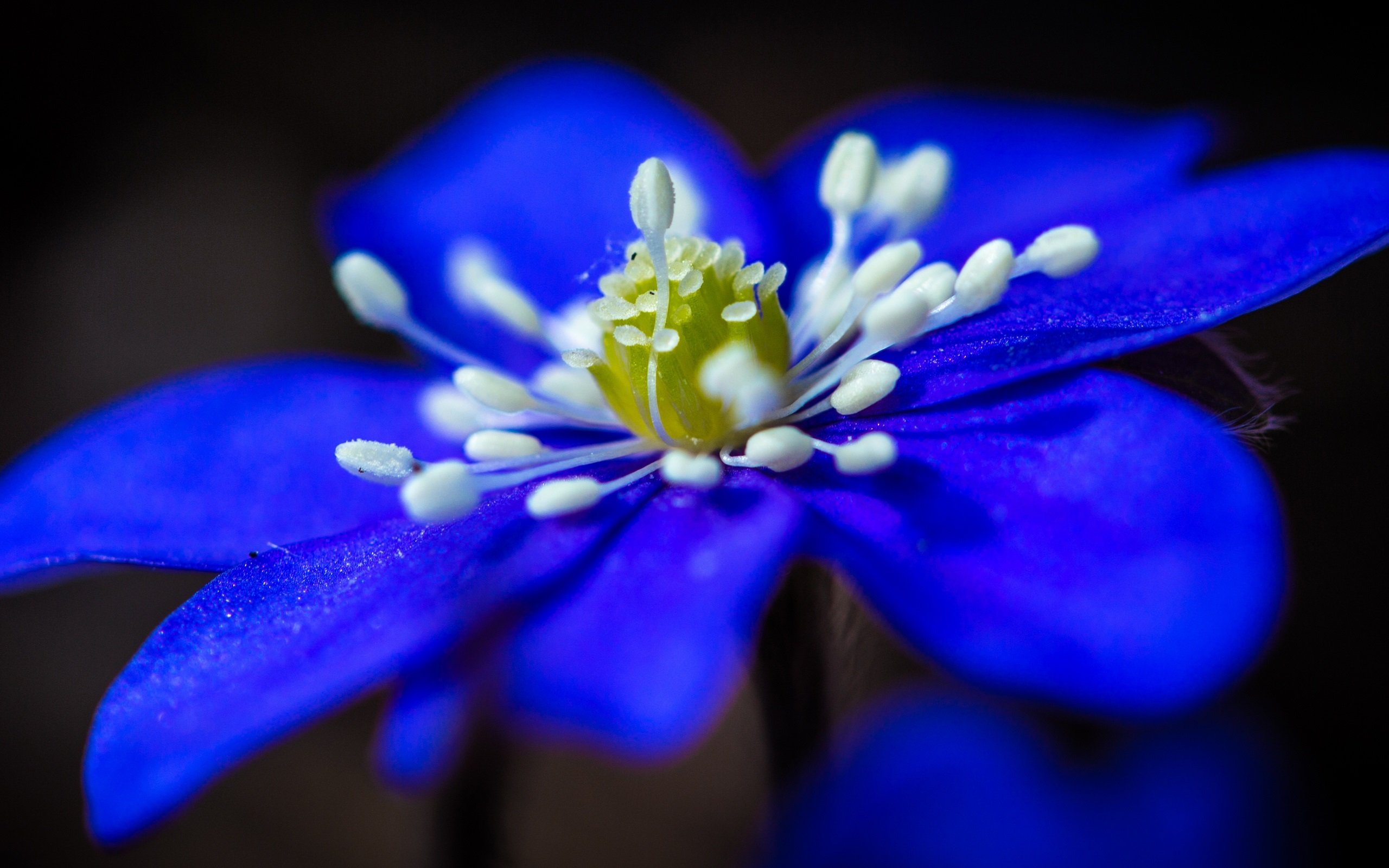 Голубые цветы: подборка картинок