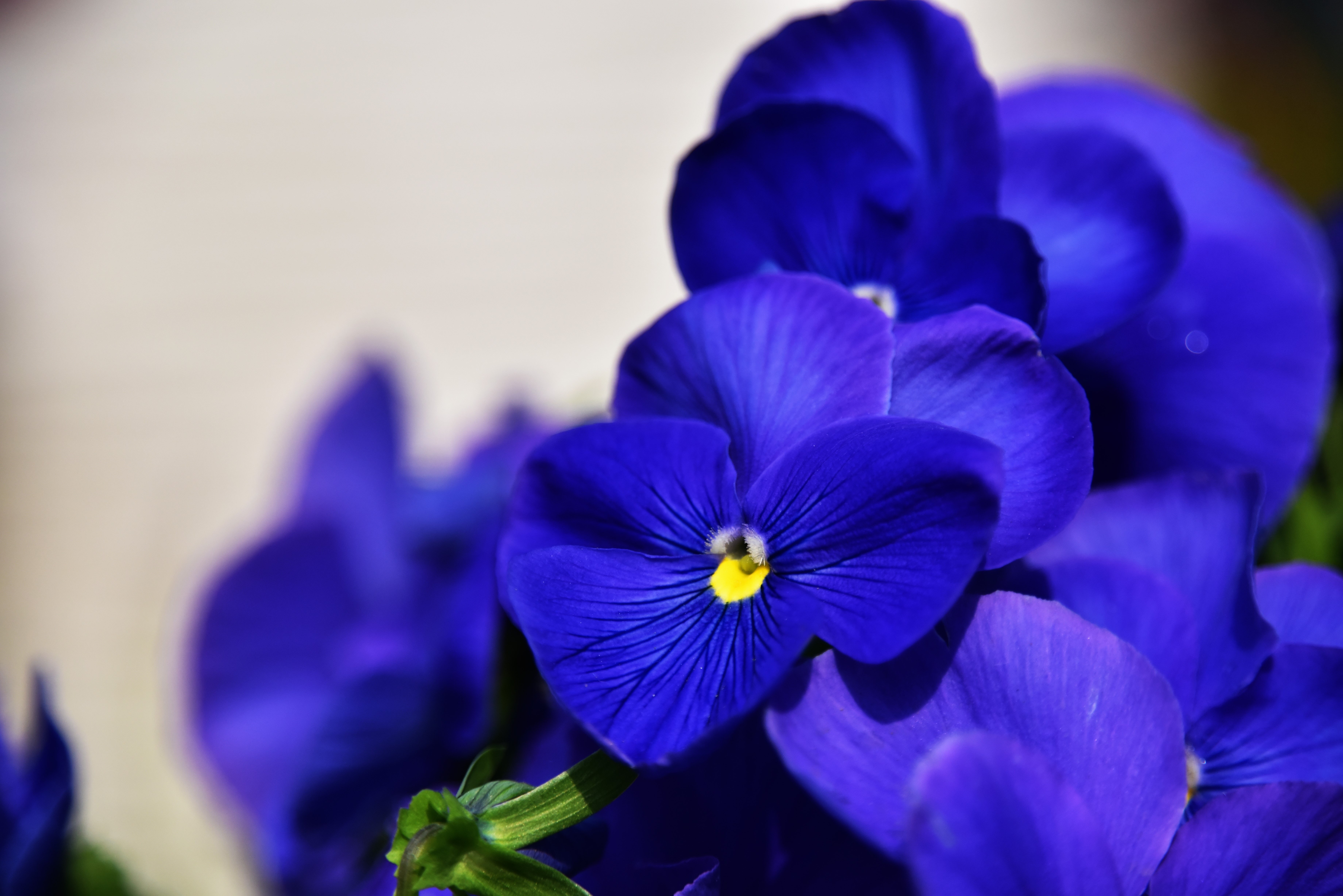 Что означает синие цветы. Анютины глазки темно фиолетовые. Фиолетовые цветы. Сиреневые цветы. Синие цветочки.
