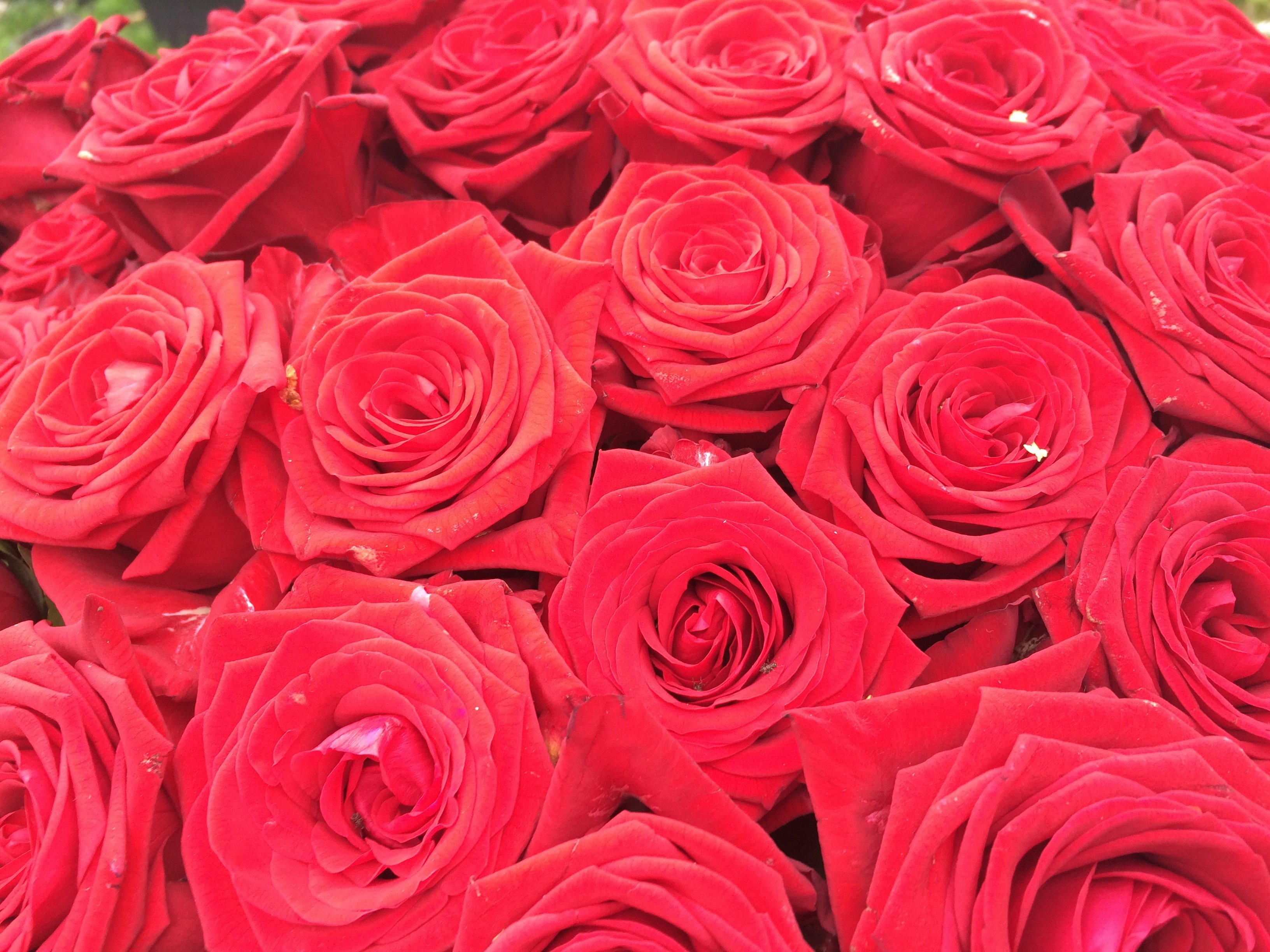 Цветы розы фото. Цветы розы. Красные розы. Букет красных роз. Много роз.