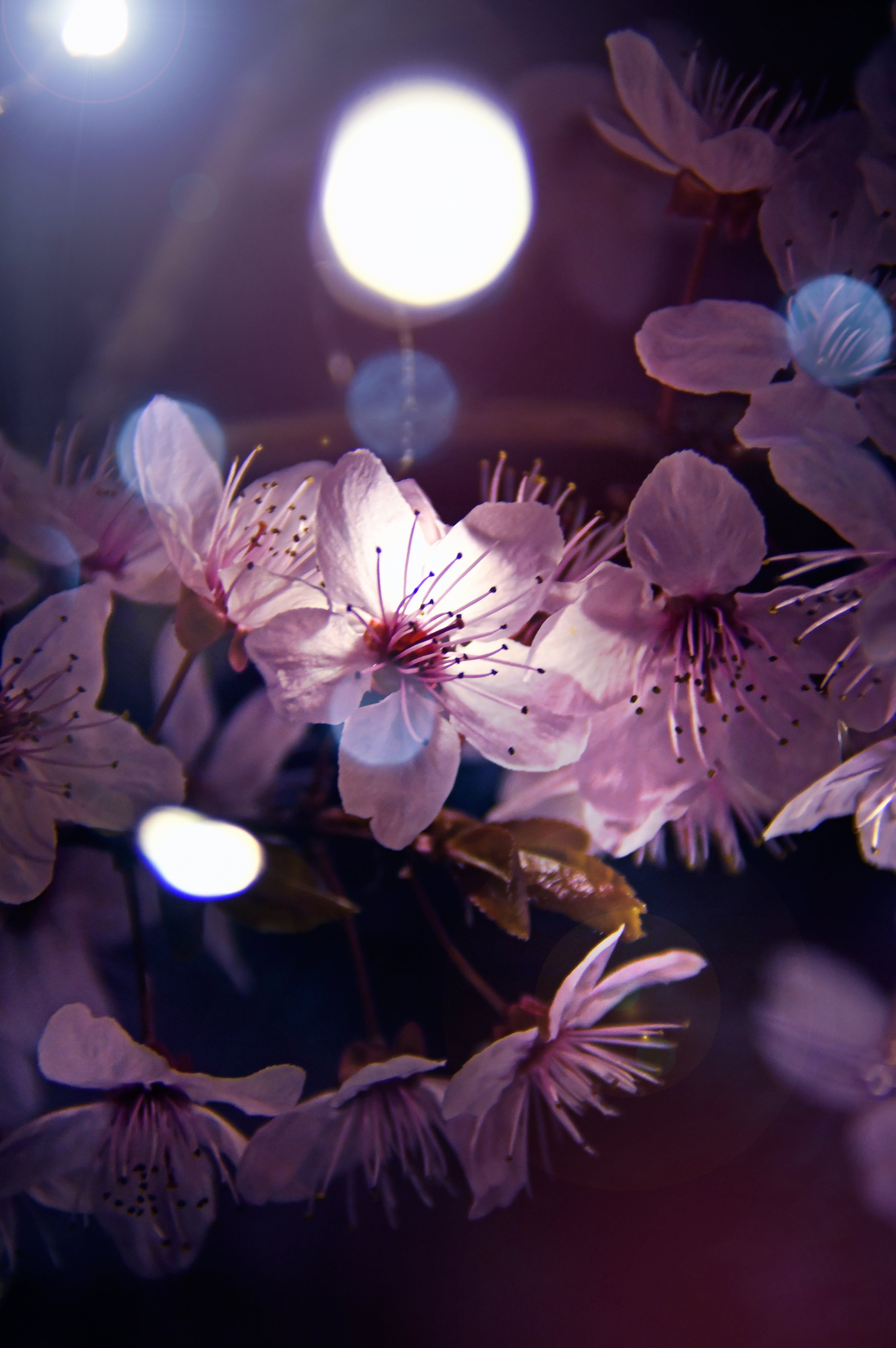 Ночные весенние цветы