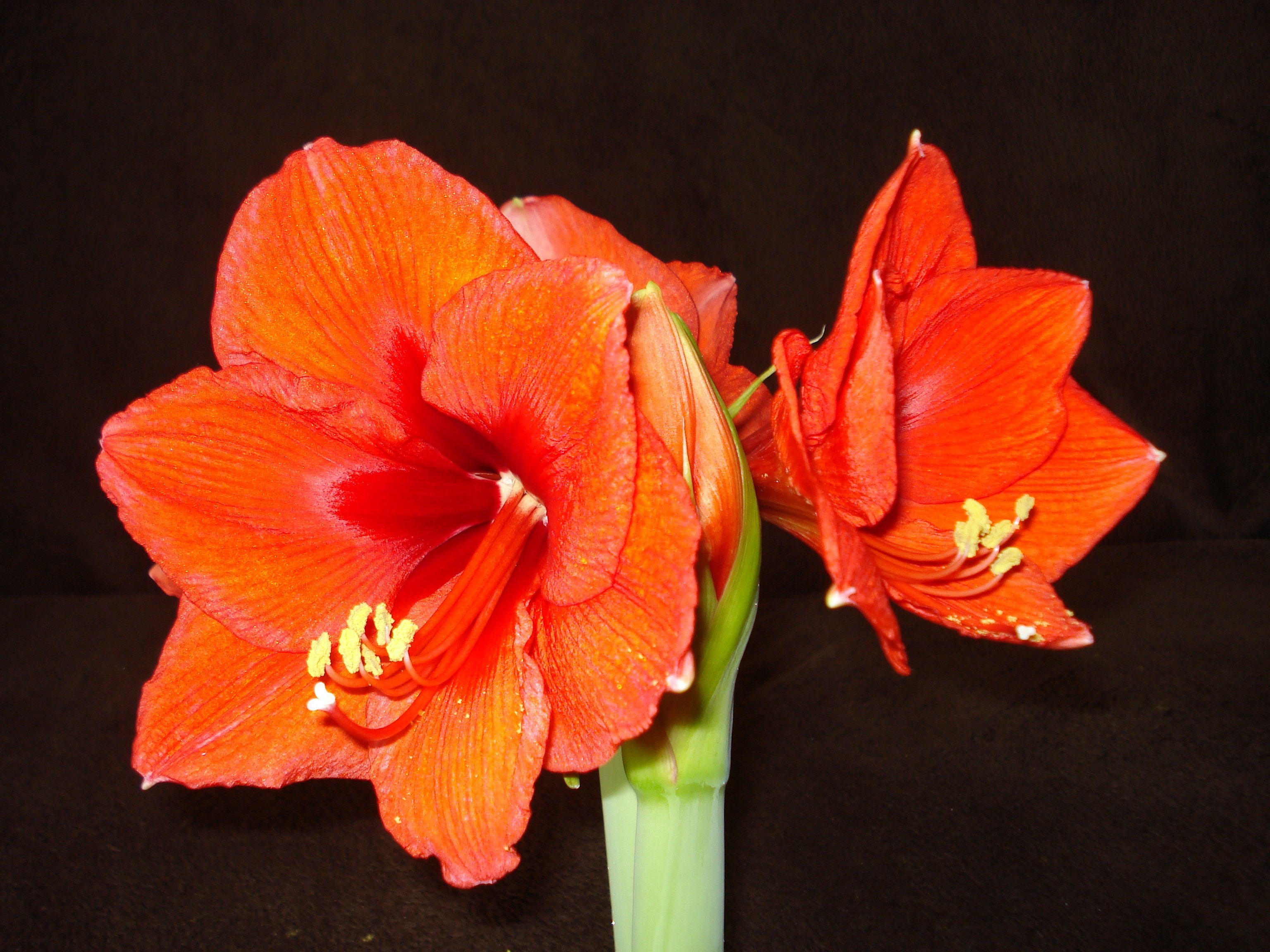 Цветок похожий на лилию на толстом. Амариллис Акуаро. Лилия гиппеаструм. Гиппеаструм амариллис оранжевый. Гиппеаструм Акуаро.