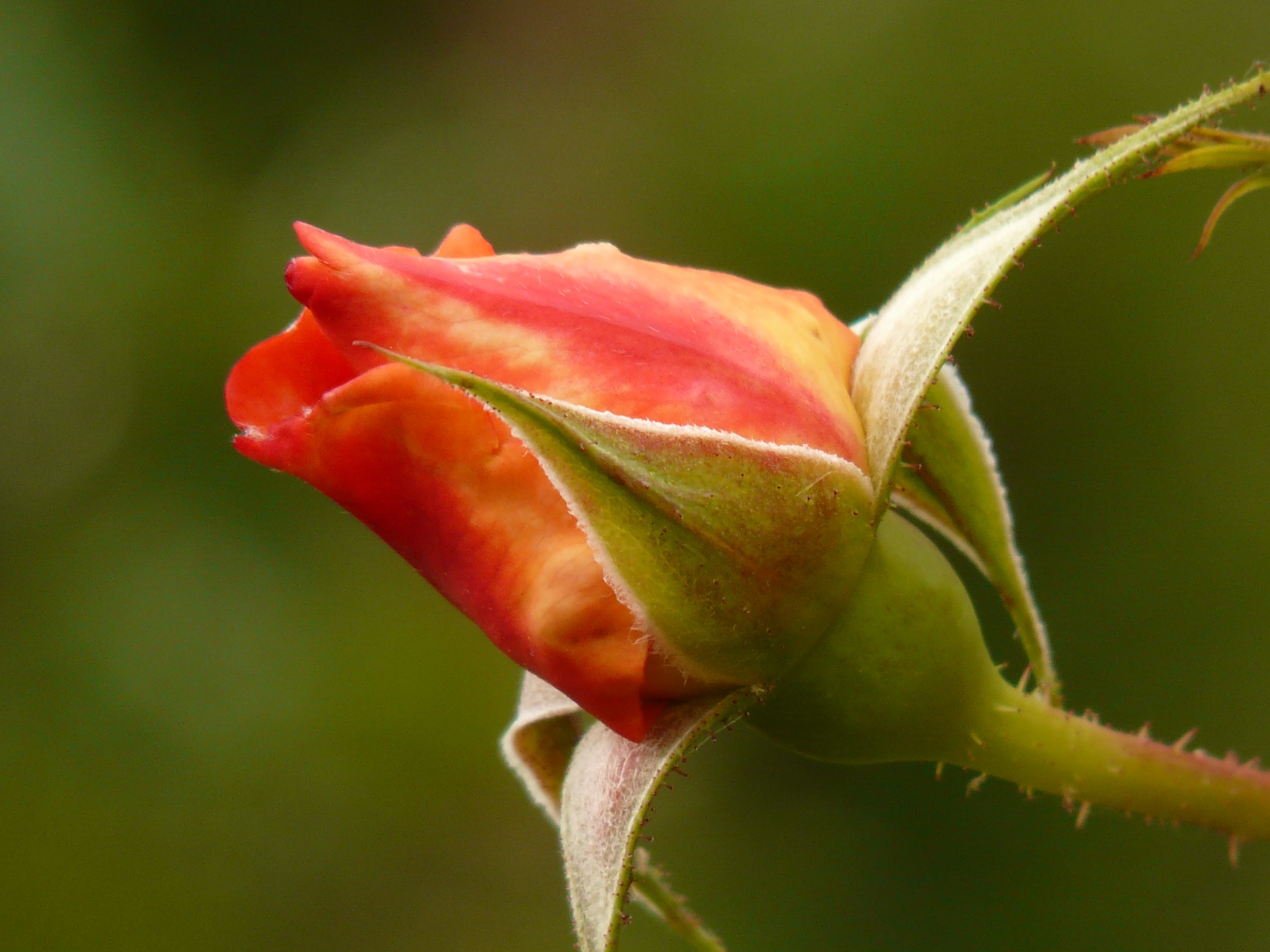 Красивые бутоны 1. Чашелистик розы. Бутон розы. Бородатые чашелистики розы.