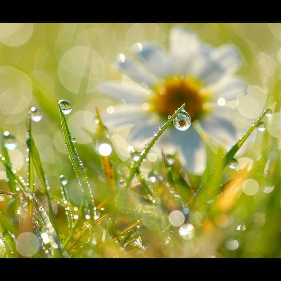 Свежесть всегда. Цветы в лучах солнца. Солнечный цветок. Рассвет роса. Ромашка в каплях дождя.