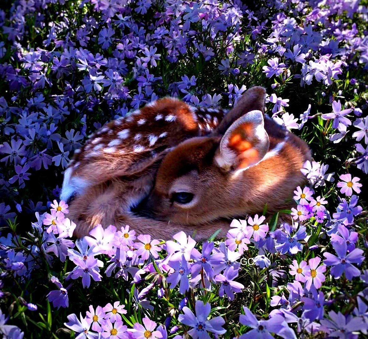 Красивые Фото Цветов И Животных