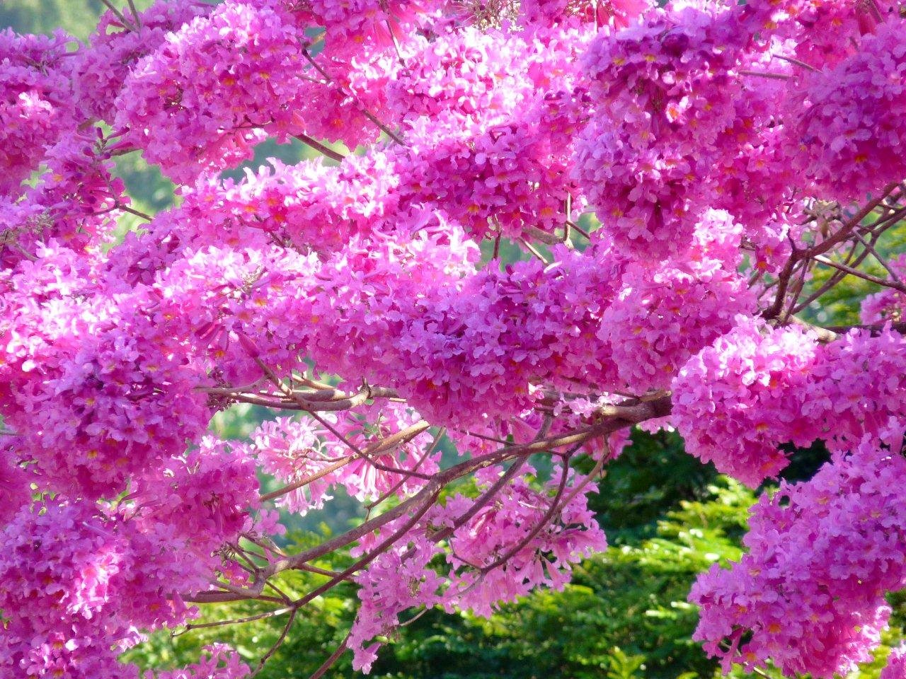 Цветет краса. Табебуйя розовая (Tabebuia rosea). Сирень и Сакура. Муравьиное дерево табебуйя. Лапачо дерево.