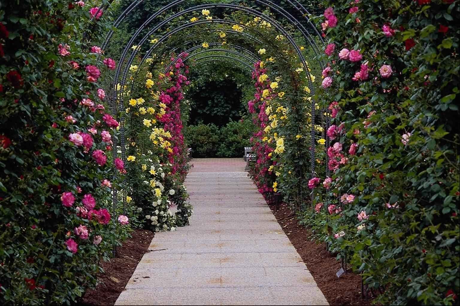 Выезд в сады. Плетистые розы Берсо. Пергола Берсо. Берсо с розами. Арка Берсо.
