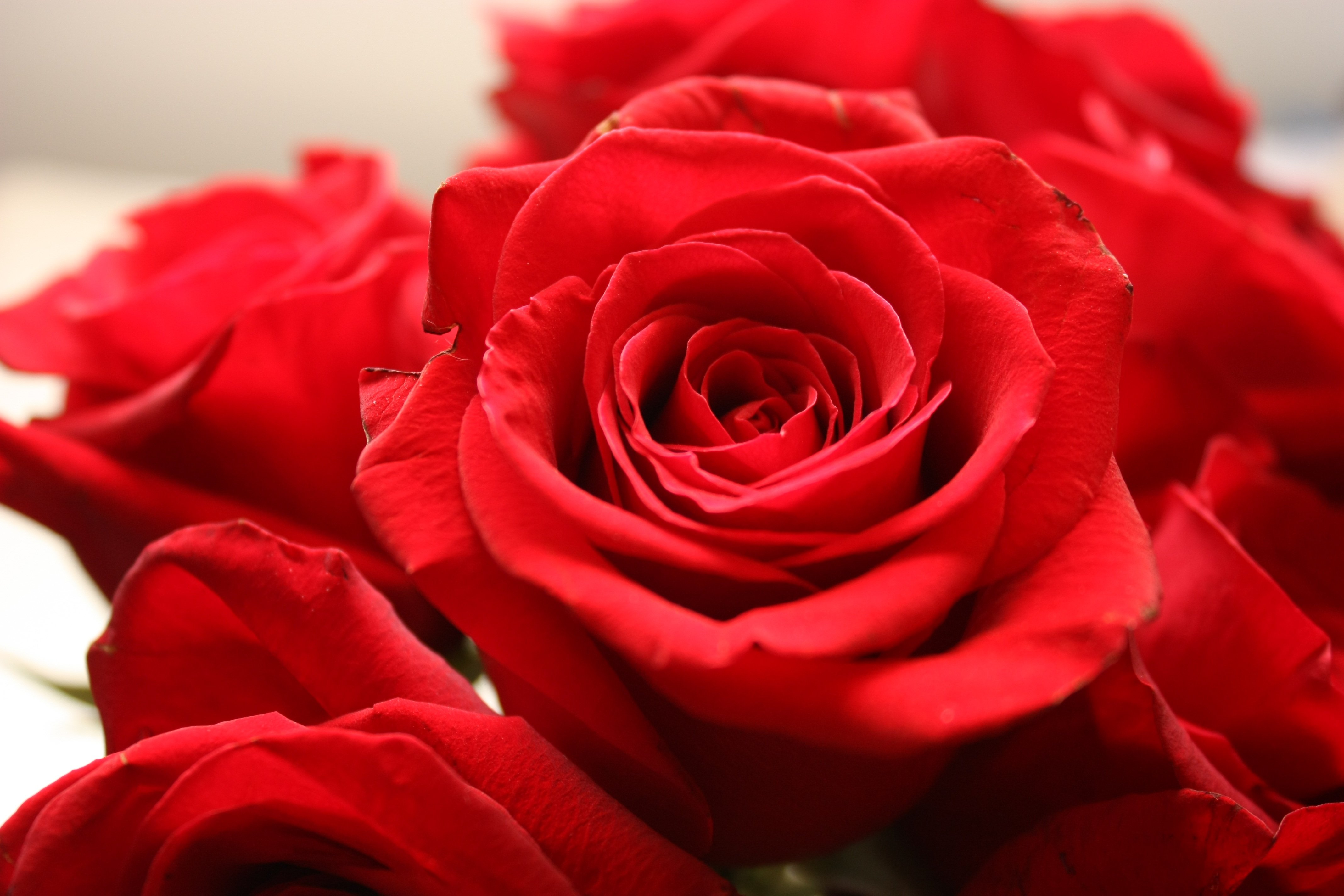 Видеть красные розы. Алые розы. Красный цветочек.