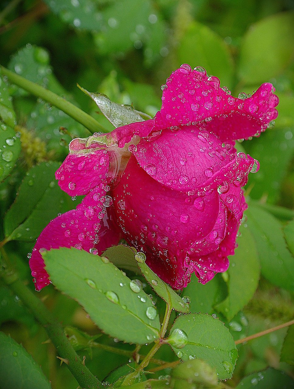 Лето цветы розы. Цветы в росе. Роса на цветах. Цветы после дождя.