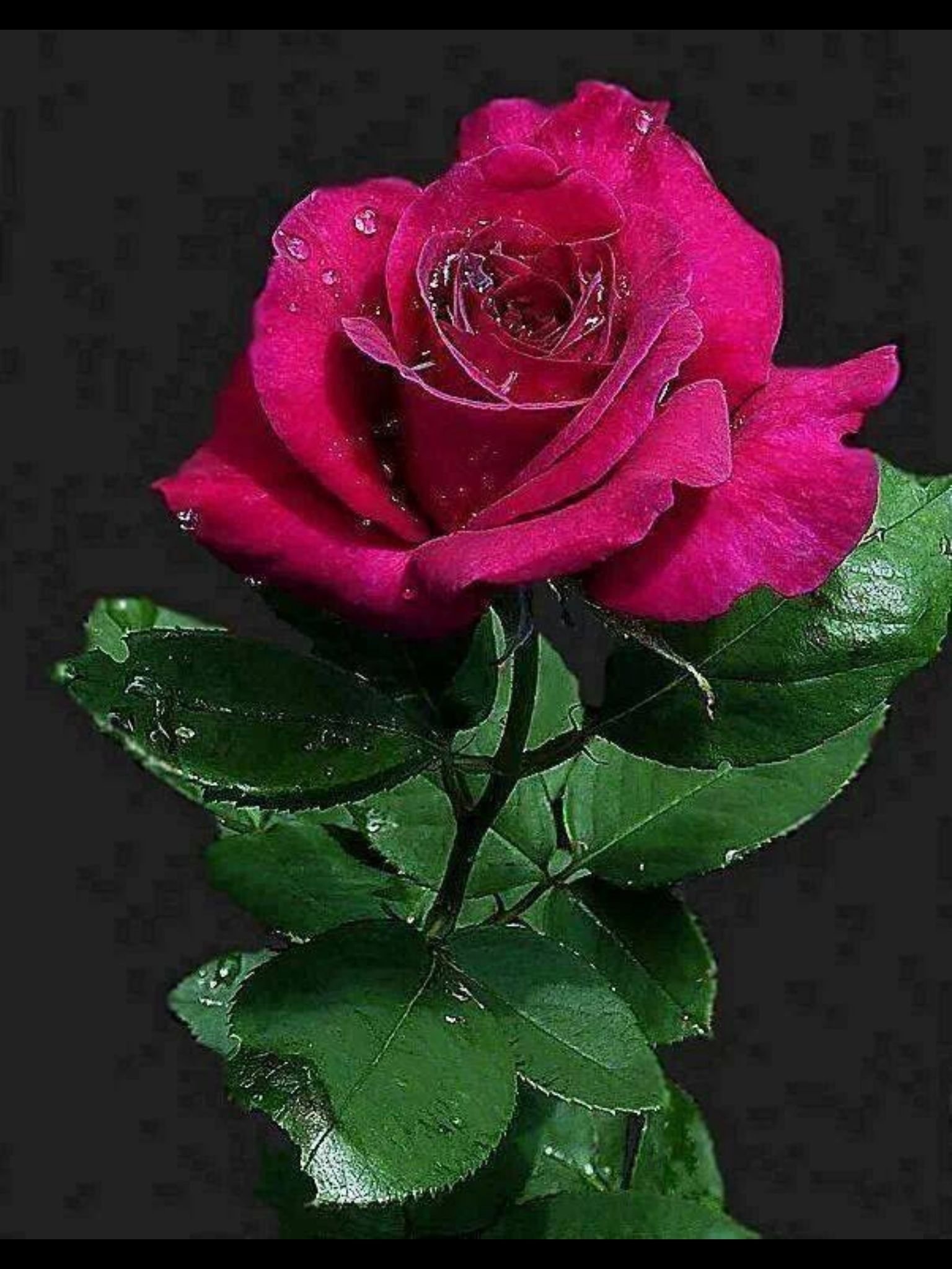 Красивый цветок анимация картинки. Живые розы. Шикарные живые розы.