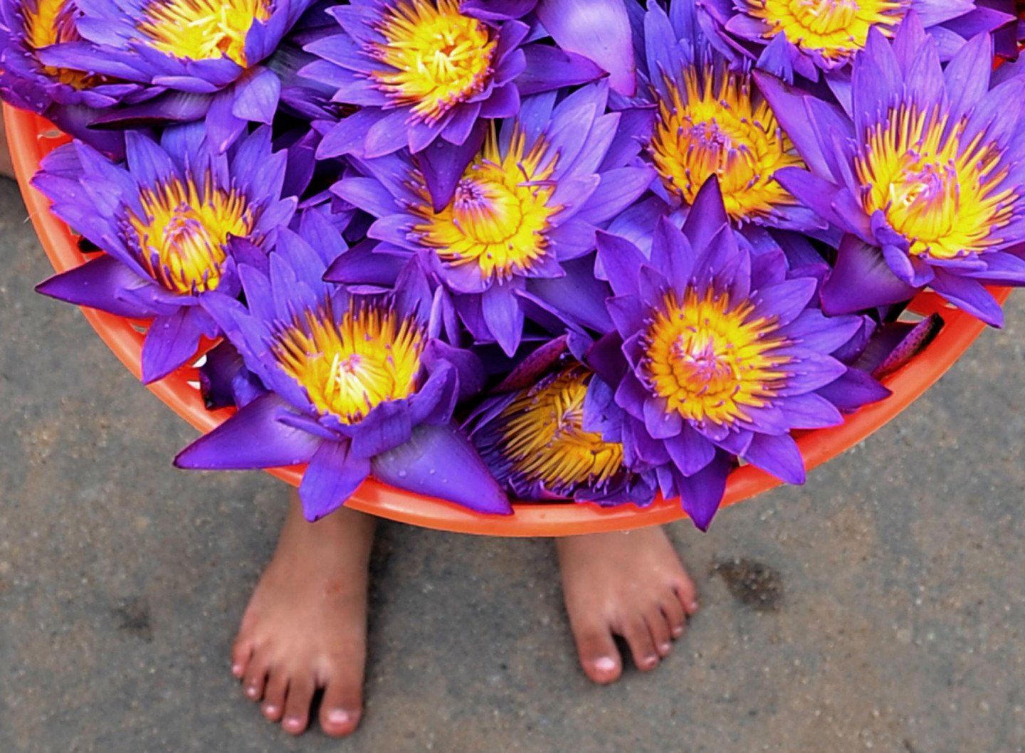 Цветы Шри Ланки