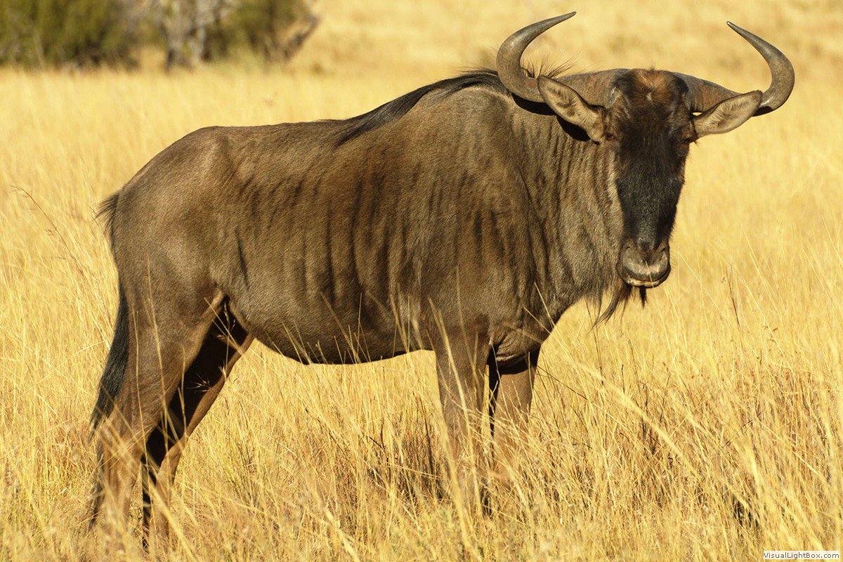 Большой гну. Антилопа гну. Голубая антилопа гну. Антилопа гну в Африке. Африканская антилопа Гни.