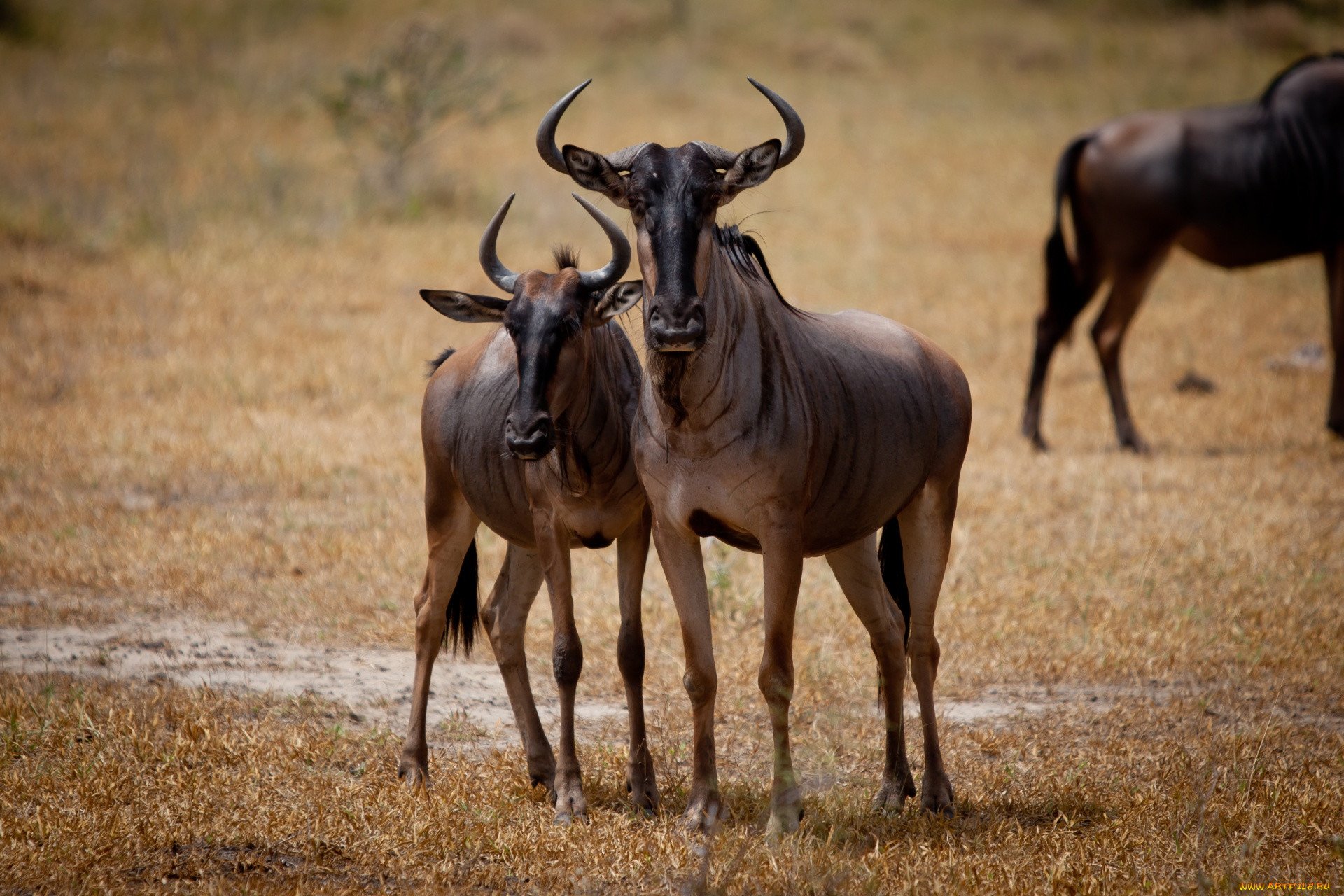 Большой гну. Антилопа гну. Африканская антилопа гну. Животные саванны антилопа гну. Черная антилопа гну.