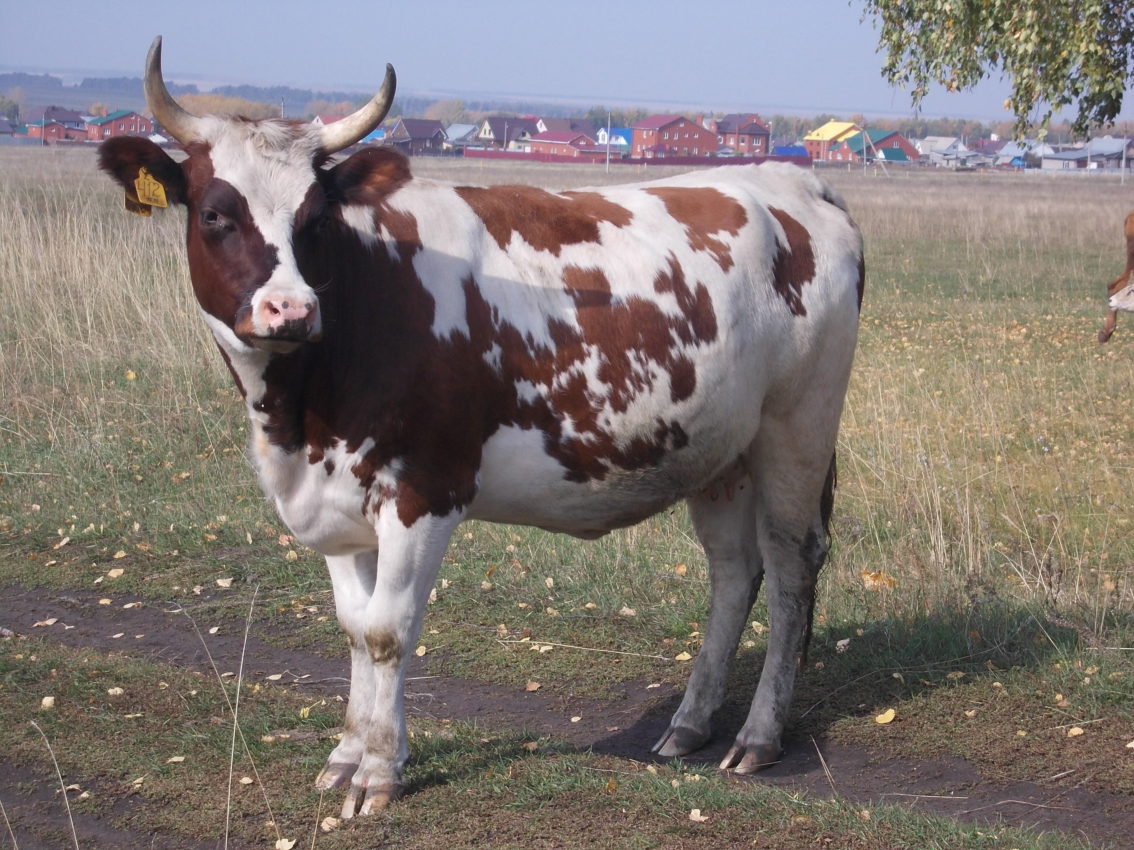 Бык пестрый. Айрширская порода. Айрширская корова. Айрширская порода бык. Айрширская порода коров.
