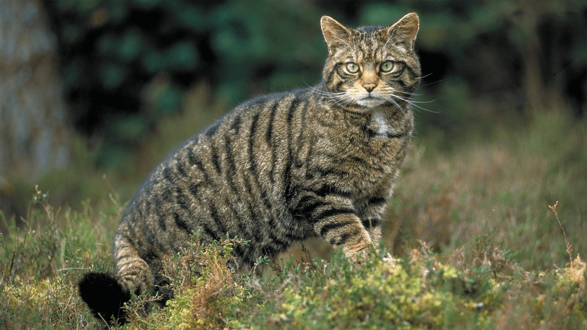 Кавказский Лесной Кот Фото