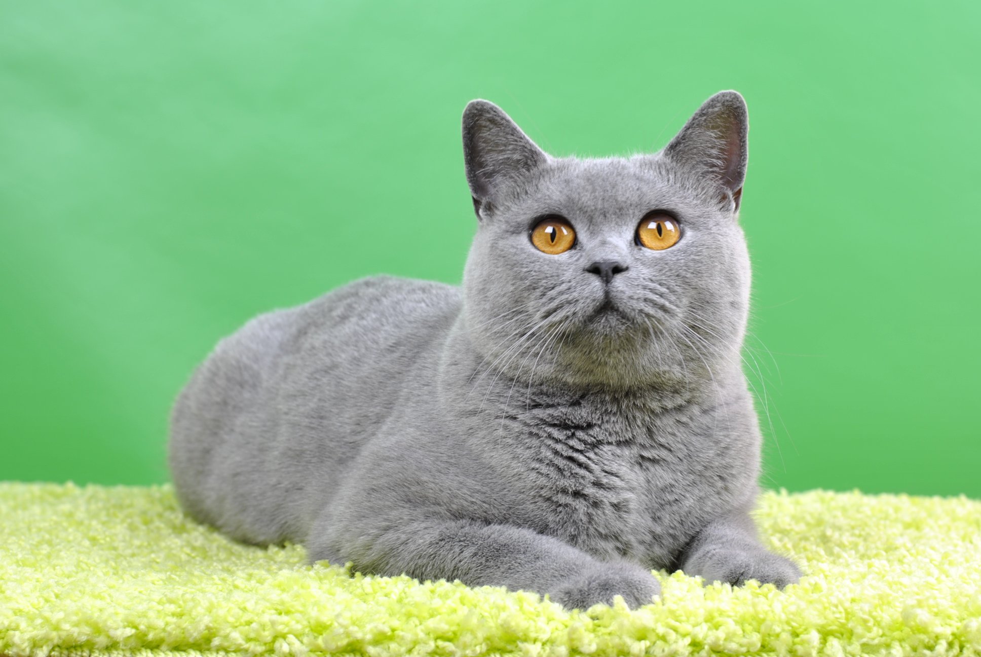 Британская. Британская короткошёрстная кошка. Британский короткошерстный кот серый. Британская короткошёрстная кошка голубая. Картезианская кошка британец.