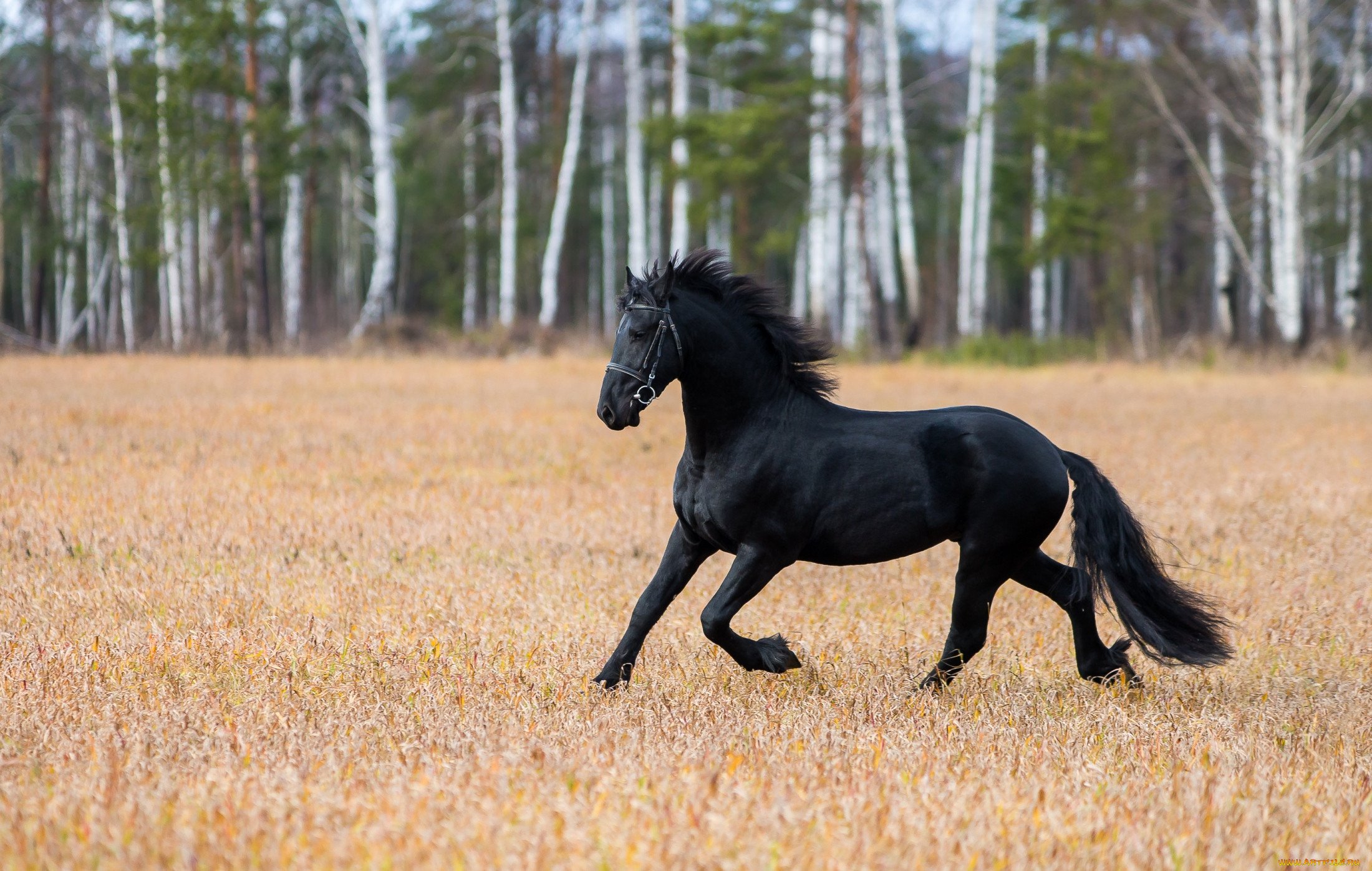 Черный про лошадей. Вороной Мустанг иноходец. Черная Вороная лошадь. Вороная Северо-шведская лошадь. Вороная масть лошади.