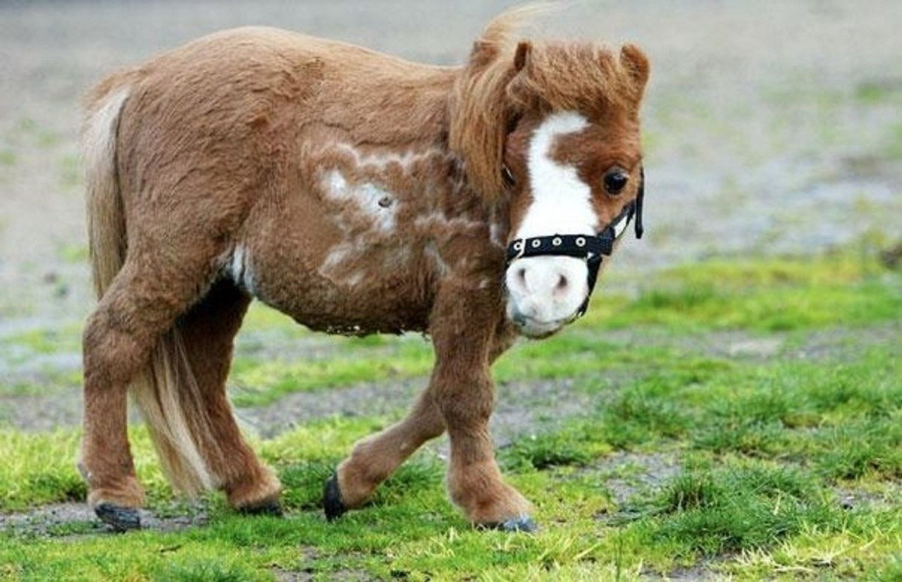 Маленькая лошадка пони. Литтл Пампкин лошадь. Пони Фалабелла Литтл Пампкин. Карликовая лошадка Фалабелла. Литтл Пампкин самая маленькая лошадь в мире.
