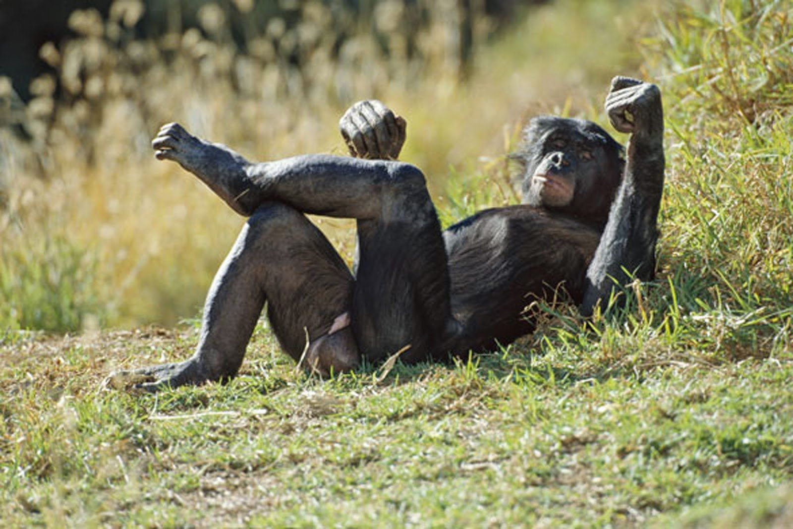 Шимпанзе бонобо самец