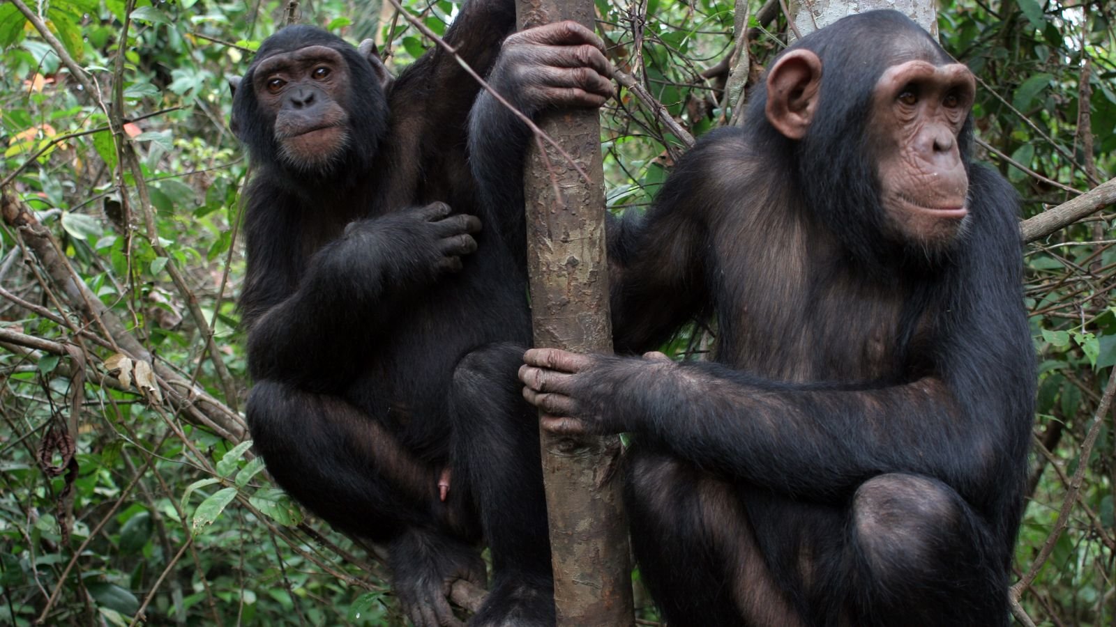 Годы жизни обезьяны. Шимпанзе бонобо. Обезьяны бонобо жизнь. Бонобо в Конго. Бонобо человекообразные обезьяны.