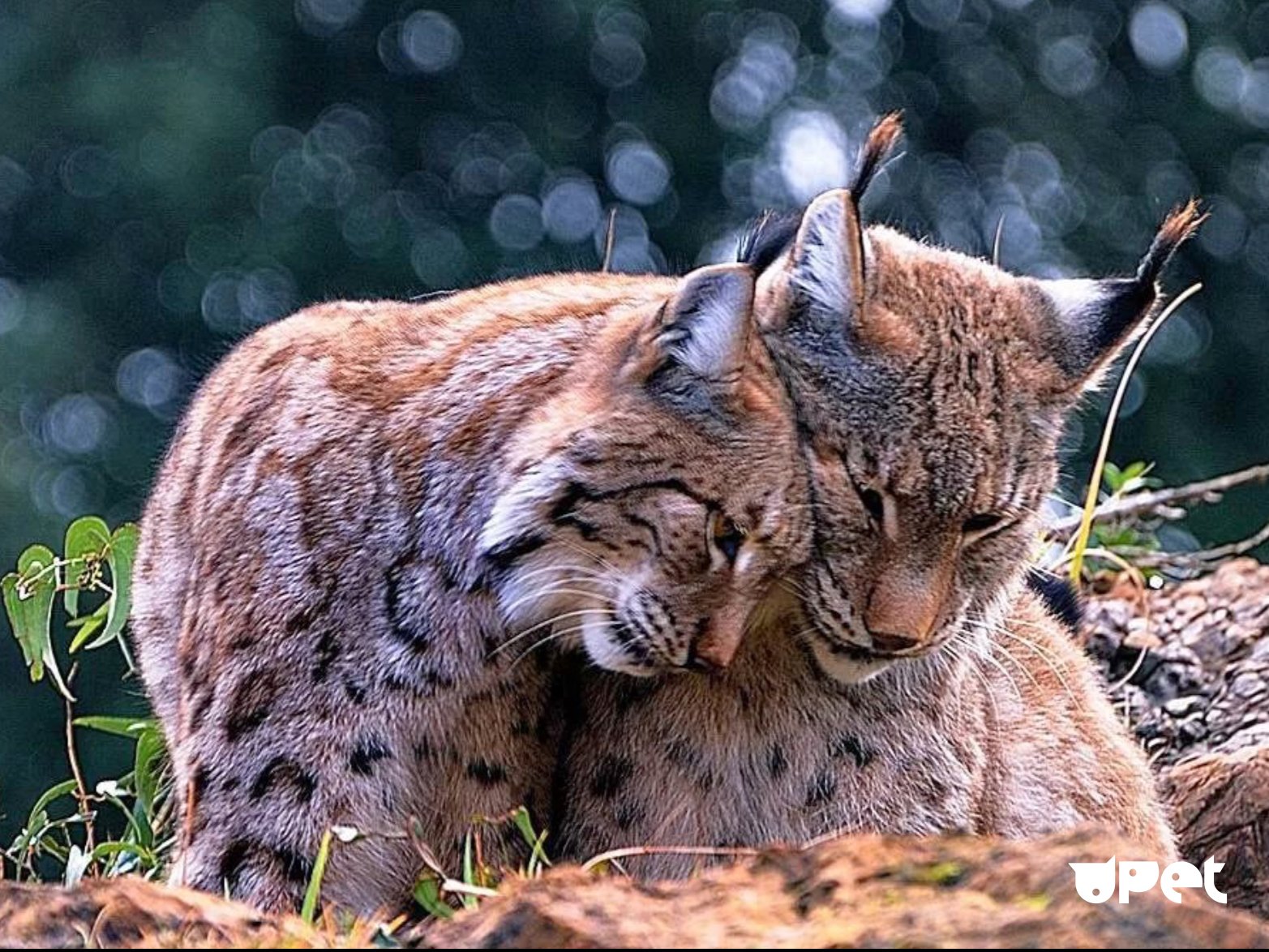 Рыси слушать. Рысь Линкс. Обыкновенная Рысь Lynx Lynx. Рысь Рысиха рысенок. Рысь (Lynx Lynx) в дикой природе.