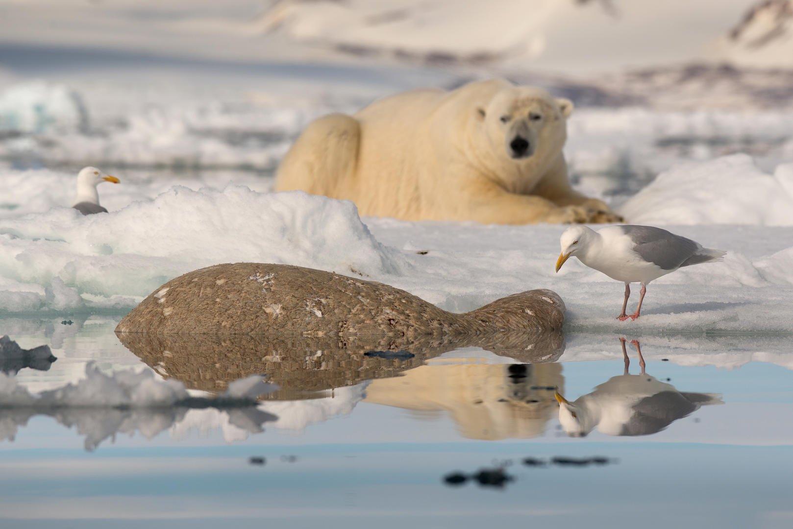 Северный ледовитый животный мир. Обитатели Северного Ледовитого океана. Северный Ледовитый океан животный мир. Животные Северного Ледовитого океана. Животные севера фото.