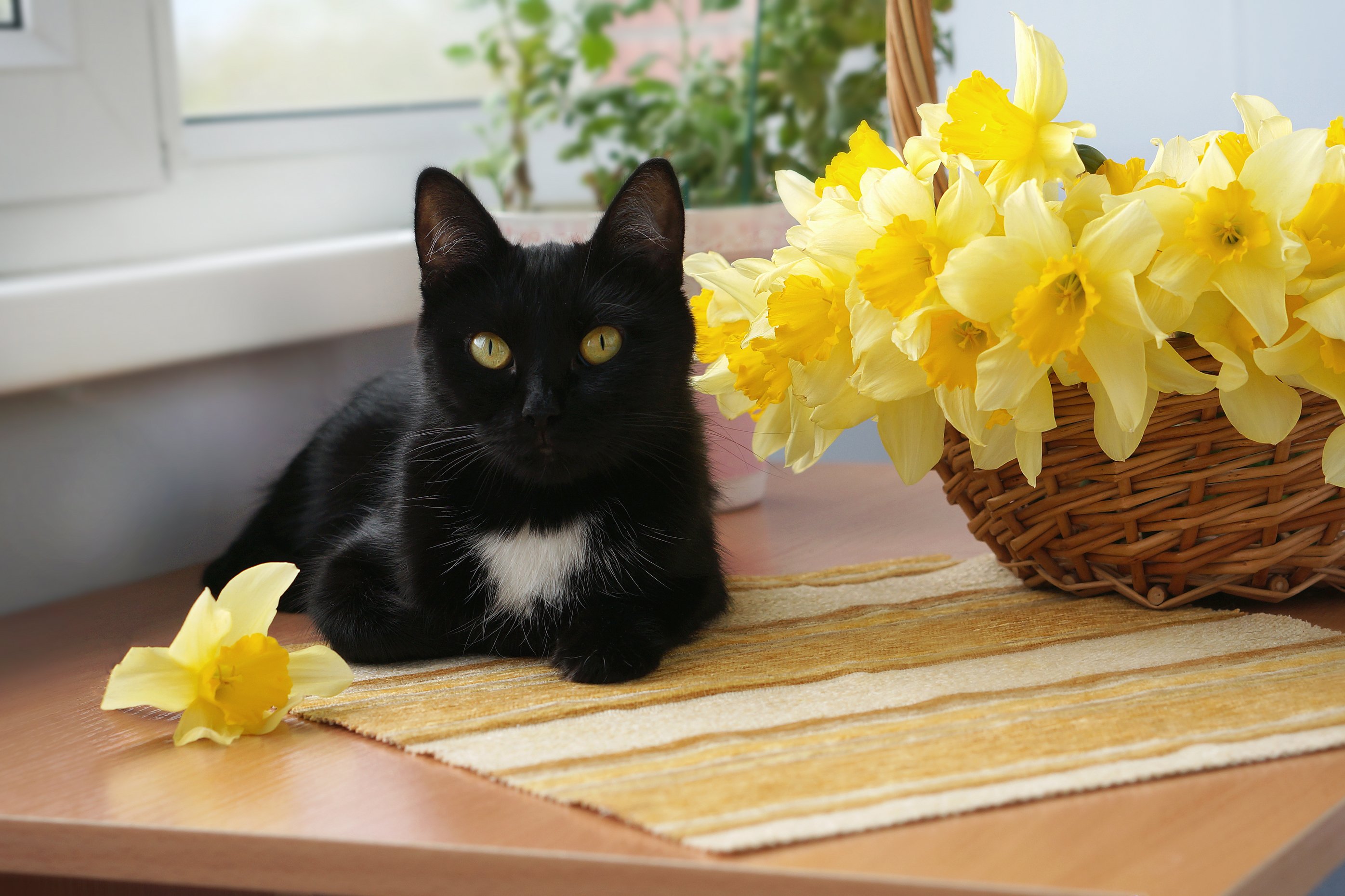 Киса нарцисса. Котики и цветы. Котенок в цветах. Коты с цветами. Чёрный кот.