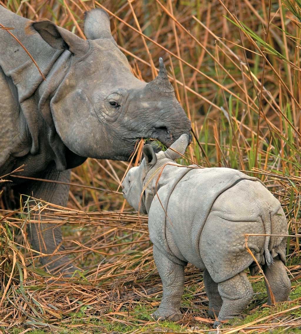 Носорог в тропическом лесу. Индийский носорог. Индийский носорог Рино. Суматранский носорог спаривания. Индийский носорог атака.