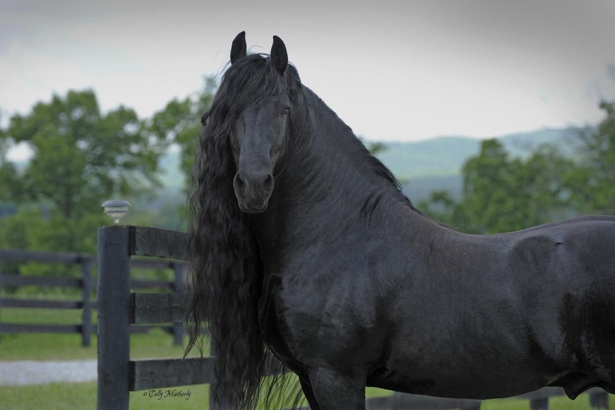 Порода самой дорогой лошади. Фредерик Великий Фризская лошадь. Фриз Фризская лошадь.