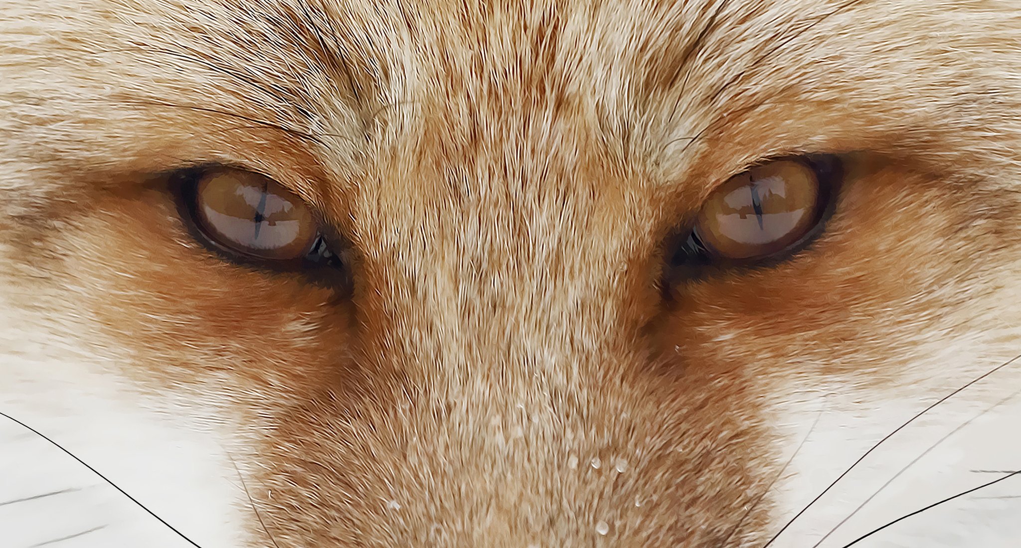 Какие глаза у зверей. Зрачок лисы. Глаза животных. Лисьи глазки. Глаза лисицы.