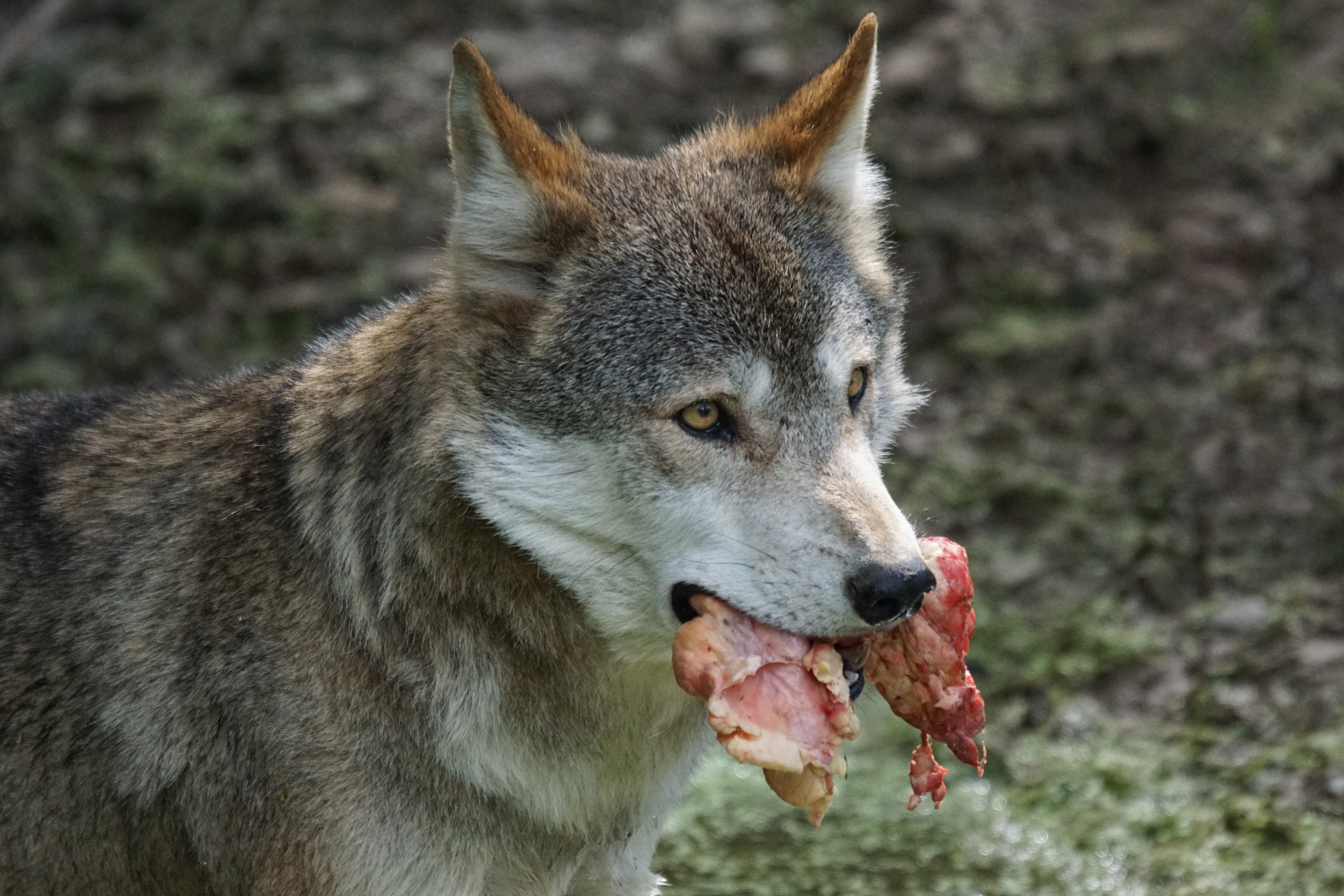 Волк ест кашу на