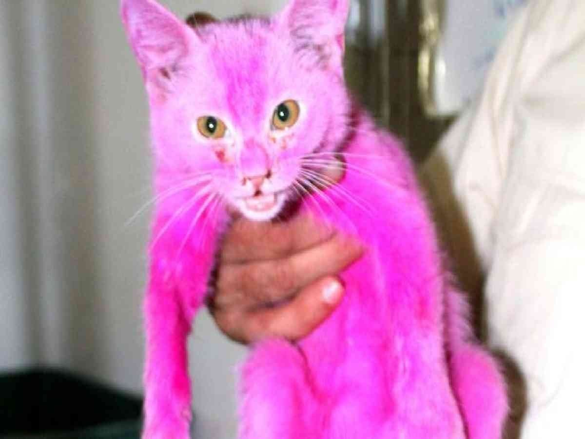 Как называется киса. Розовый котенок. Розовая кошка. Кошка розового цвета. Розовая кошка фото.