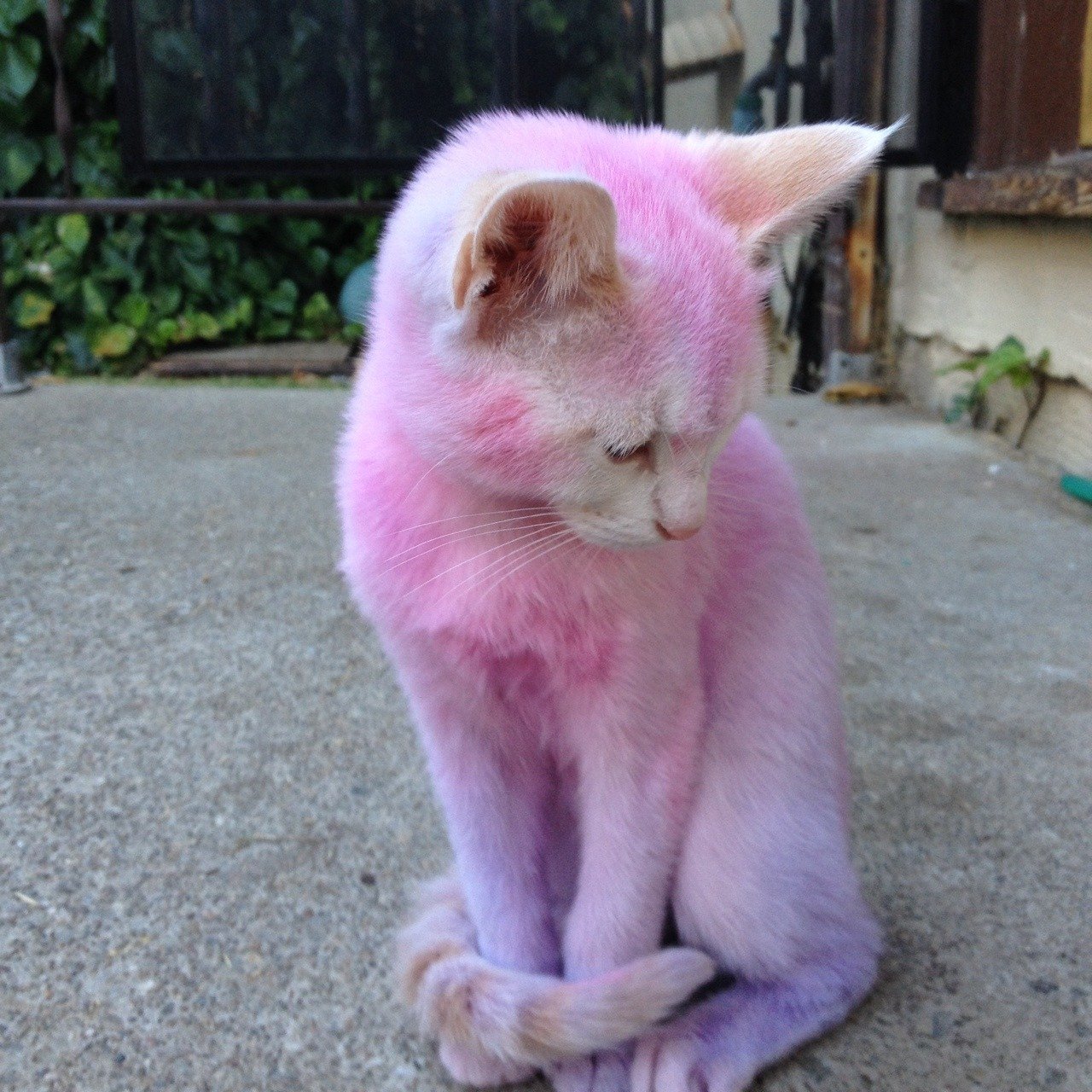 Кошка розовая глаза. Розовая кошка. Розовый котенок. Кошка розового цвета.