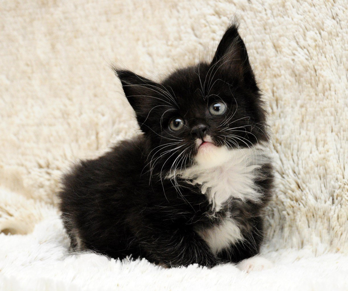 Маленький черный белый котенок. Черный котенок с белыми лапками. Котенок черно-белый. Котята черно белые пушистые. Котята чёрно белые.