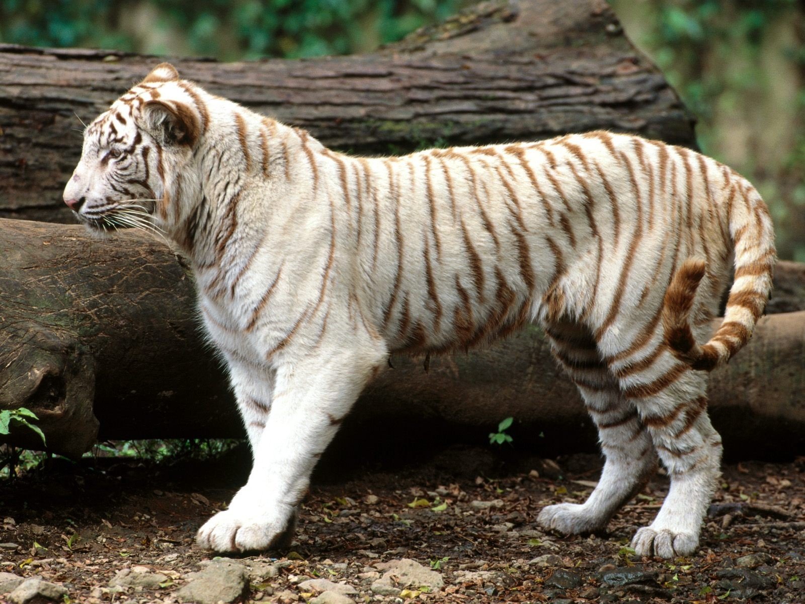 Все виды тигров в мире фото и названия