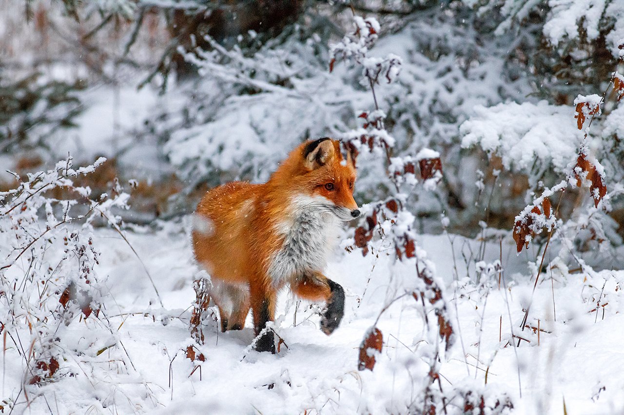 Фото Лисы Зимой В Лесу