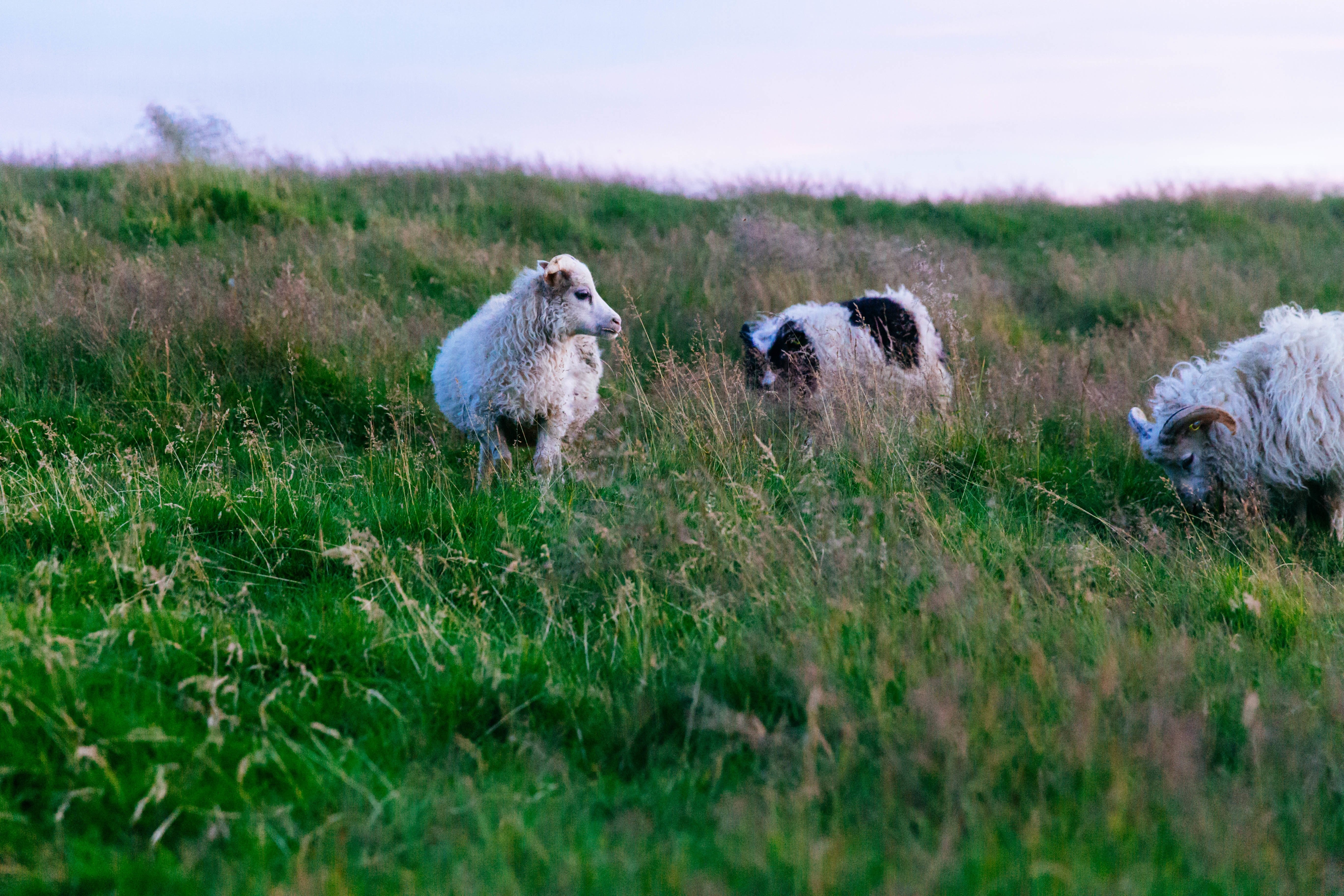 Пасу овечек. Овцы на лугу. Овца на траве. Бараны пасутся. Овечки на лугу.