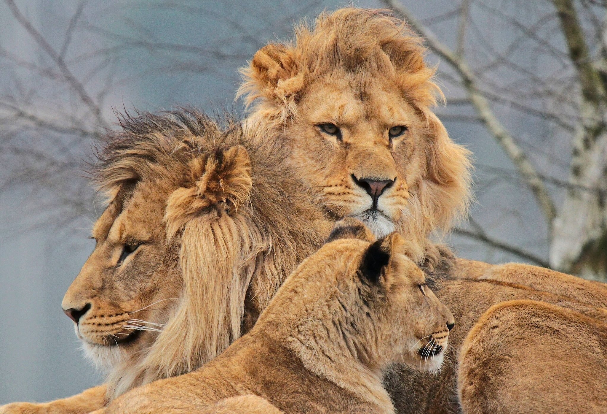 Можно считать что львы. Львиная семейка. Львиная семья. Лев львица и Львенок. Львиная семья фото.
