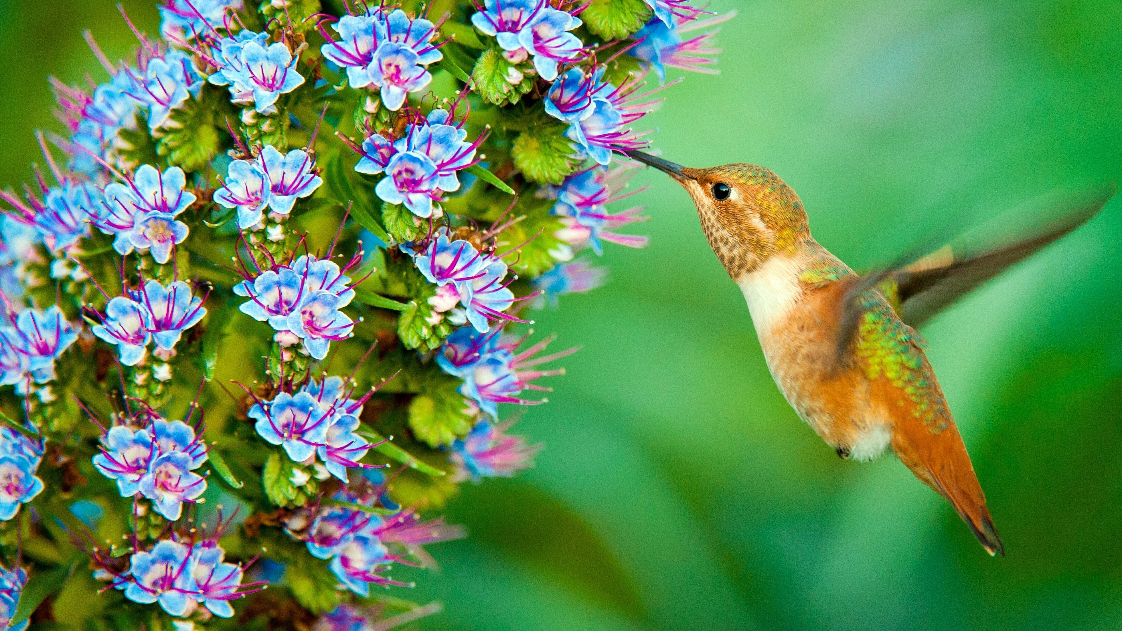 Birds org. Птички Колибри опылители. Колибри опыляют растения. Колибри (подотряд). Колибри опыляет цветы.