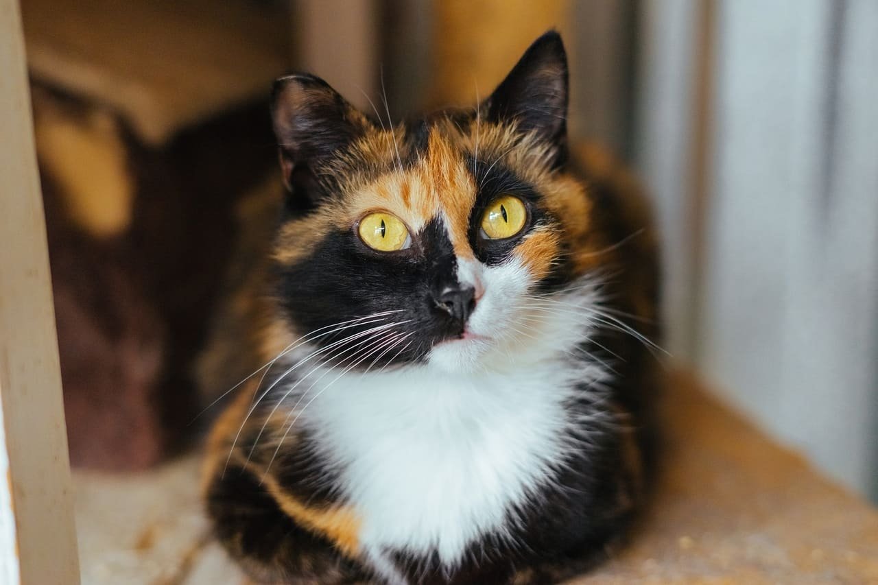 Бывают ли трехцветные кошки. Сибирская кошка трехцветная короткошерстная. Британская трехшерстная кошка. Трехцветная черепаховая кошка. Сиамская черепаховая кошка.