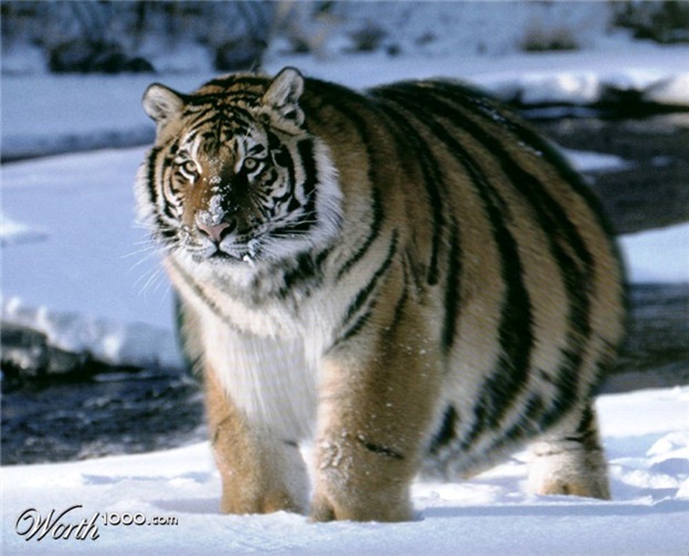 Толстый хищник. Амурские тигры растолстели. Амурский тигр упитанный. Суматранский тигр. Толстый тигр.