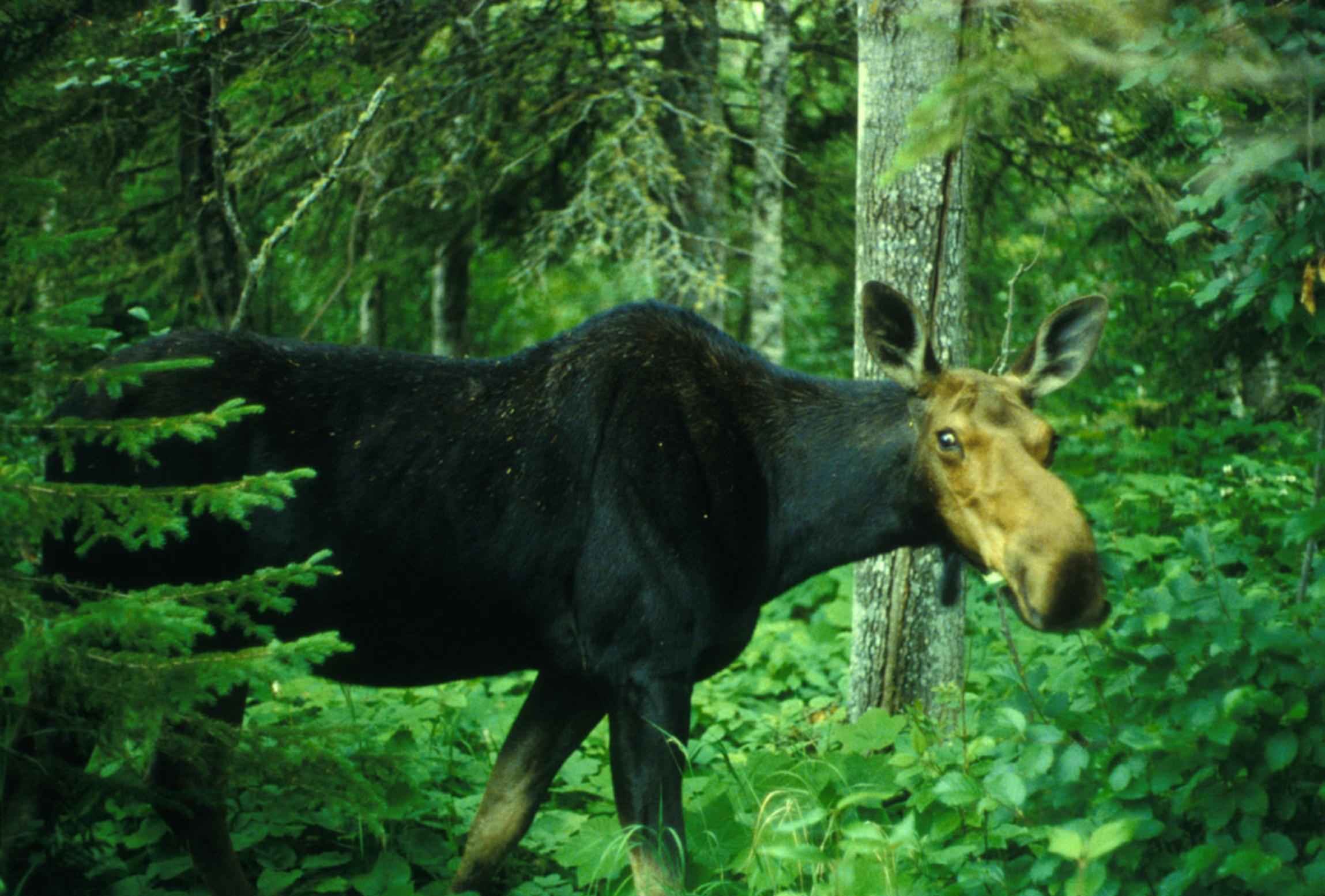Самое крупное животное лесов. Лось в широколиственном лесу. Животные смешанных лесов и широколиственных лесов в России. Животные широколиственных лесов Лось. Приокско-Террасный заповедник косуля.