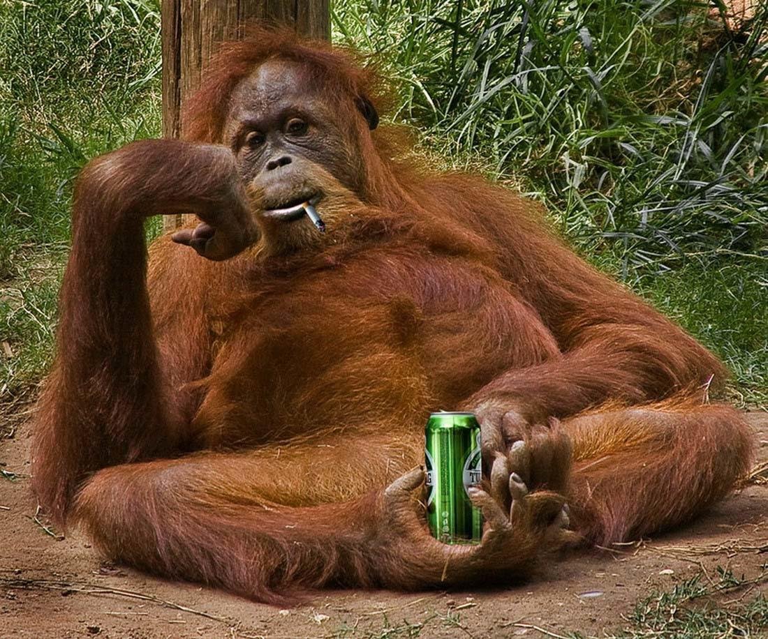 Приколы про обезьян. Смешные обезьяны. Приколы с обезьянами. Обезьяна с пивом. Пьяные животные.