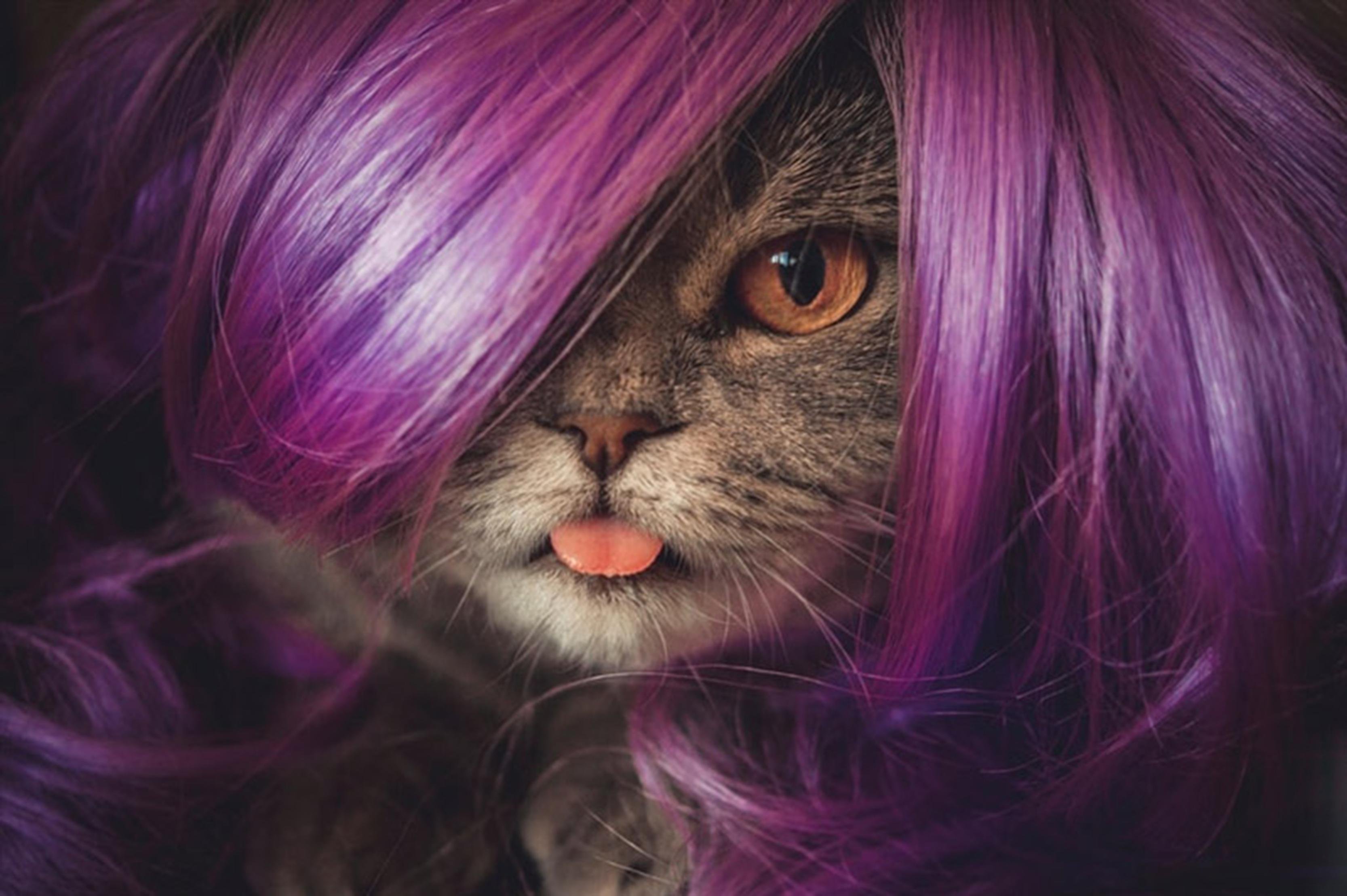Животное с розовыми волосами. Фиолетовая кошка. Сиреневая кошка. Фиолетовый котенок. Фиолетовые коты.