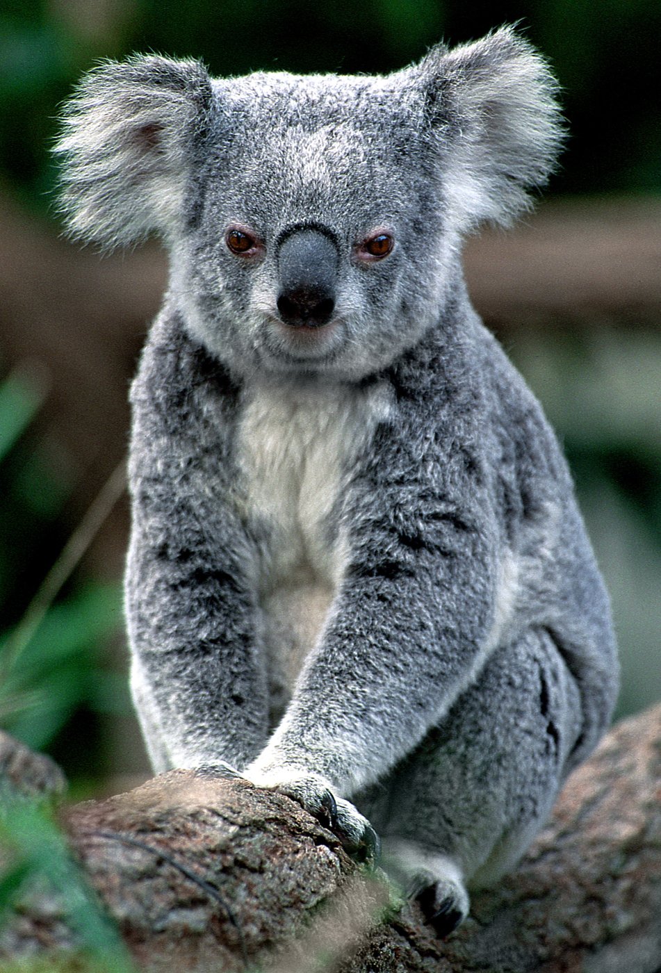 Как называется коала. Карликовая коала. Коала сумчатое. Мишка коала. Шиншиллы сумчатые.