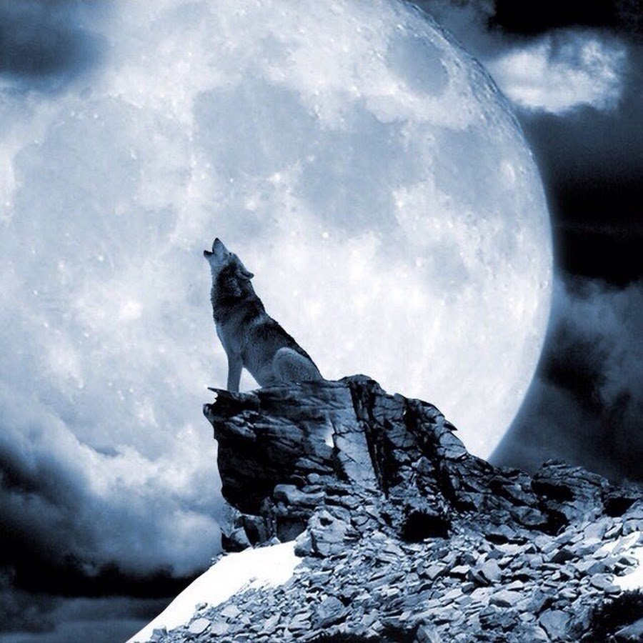 Вой волка на луну песня. Волк и Луна. Воющий волк. Волк на скале. Воет на луну.