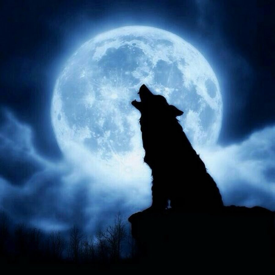 Вою под луной песня. Волк и Луна. Волк воет на луну. Волк под луной. Воющий волк.